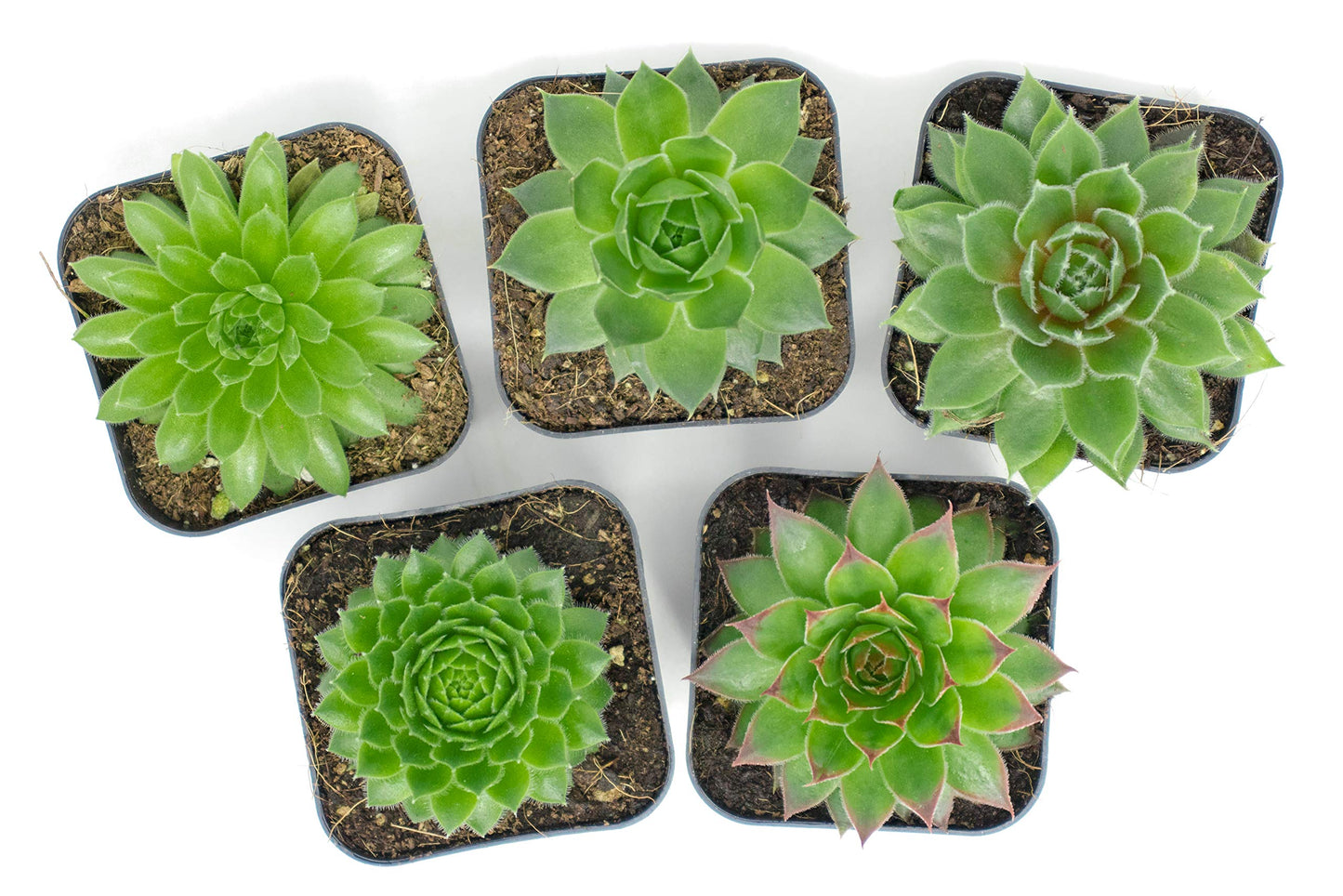 Succulent Plants | 5 Sempervivum Succulents | Rooted in Planter Pots with Soil | Real Live Indoor Plants | Gifts or Room Decor by Plants for Pets