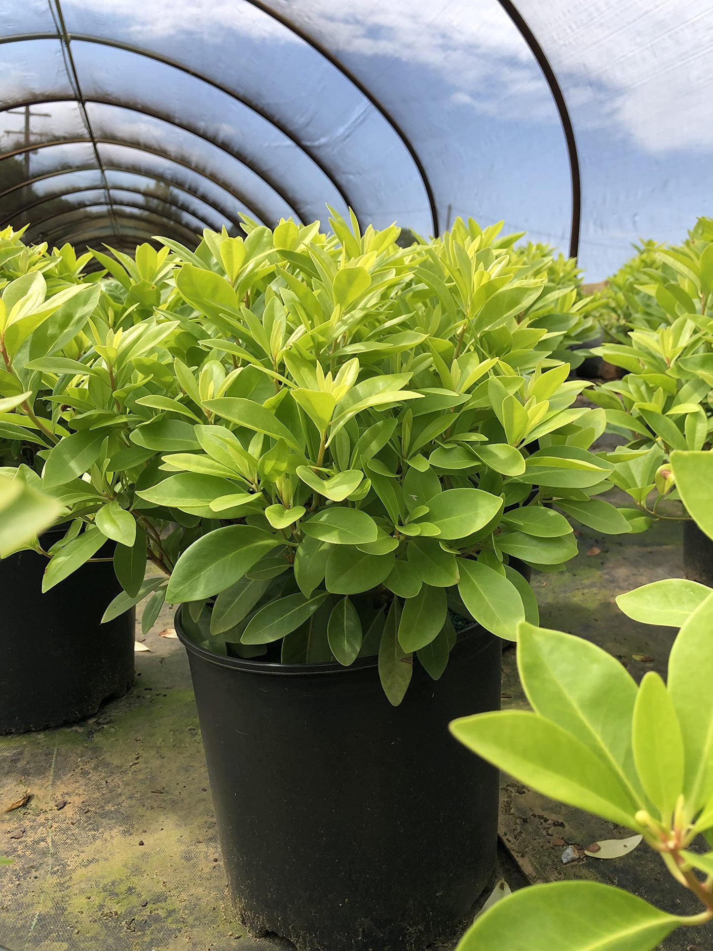 Illicium 'Florida Sunshine' (3 Gallon)