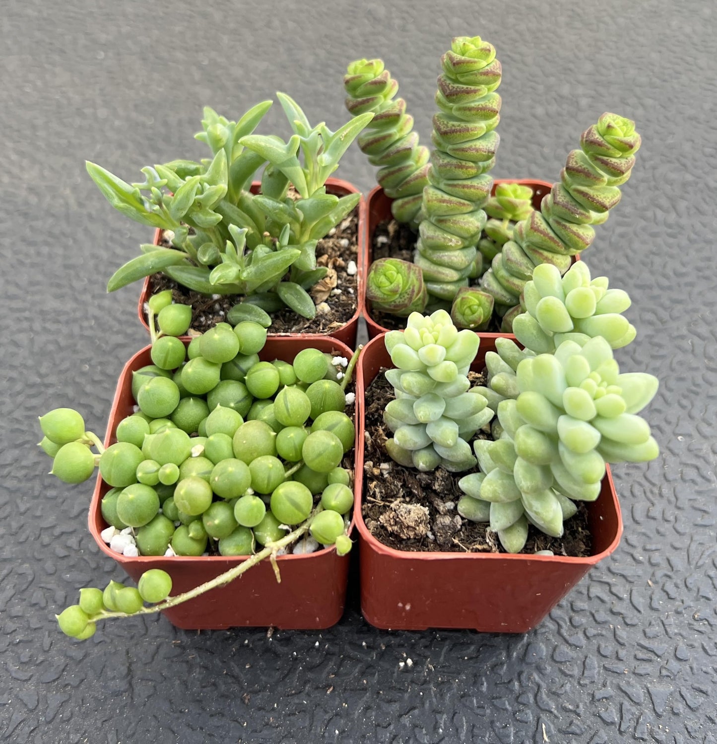 Sprout N Green Trailing Succulent Collection, 4 String Succulent Plant Fully Rooted in 2inch Starter Pot, Home Office Indoor Outdoor Wedding Decoration DIY Projects Party Favor
