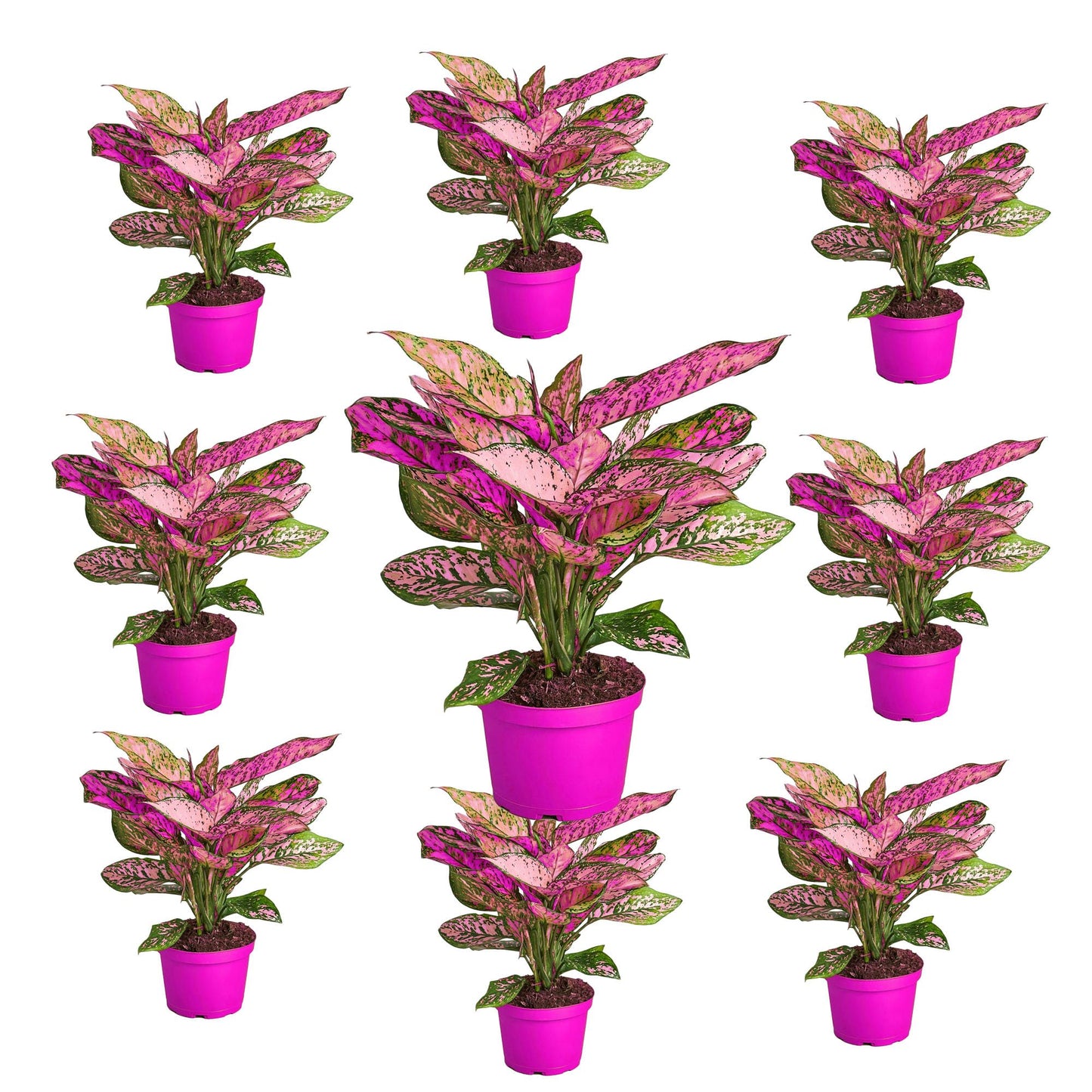9 Pack Chinese Evergreen 'Lady Valentine' - in 6in Pot - Live Plants Tropical Houseplants | Variegated | USA Growers | The Snobby Leaf