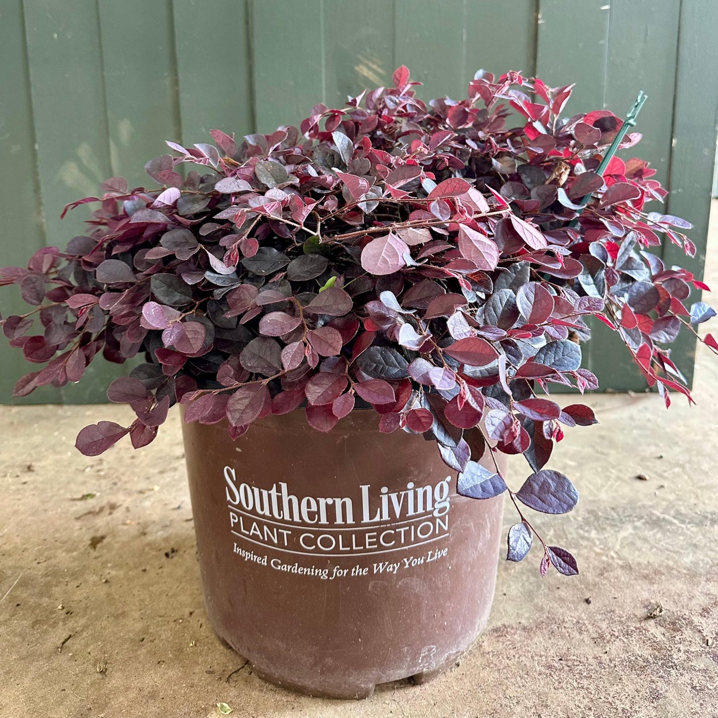 Cerise Charm™ Loropetalum