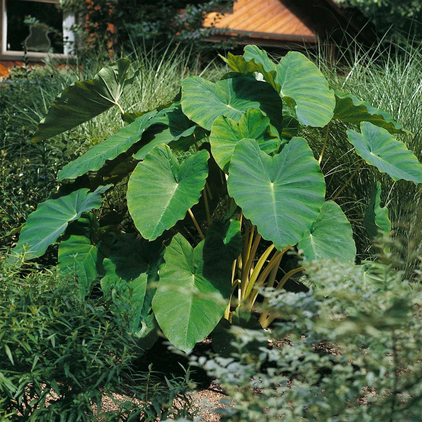 Garden State Bulb Colocasia Esculenta Elephant Ear Bulbs, 7/9 inches, Spring Planting (Bag of 10)