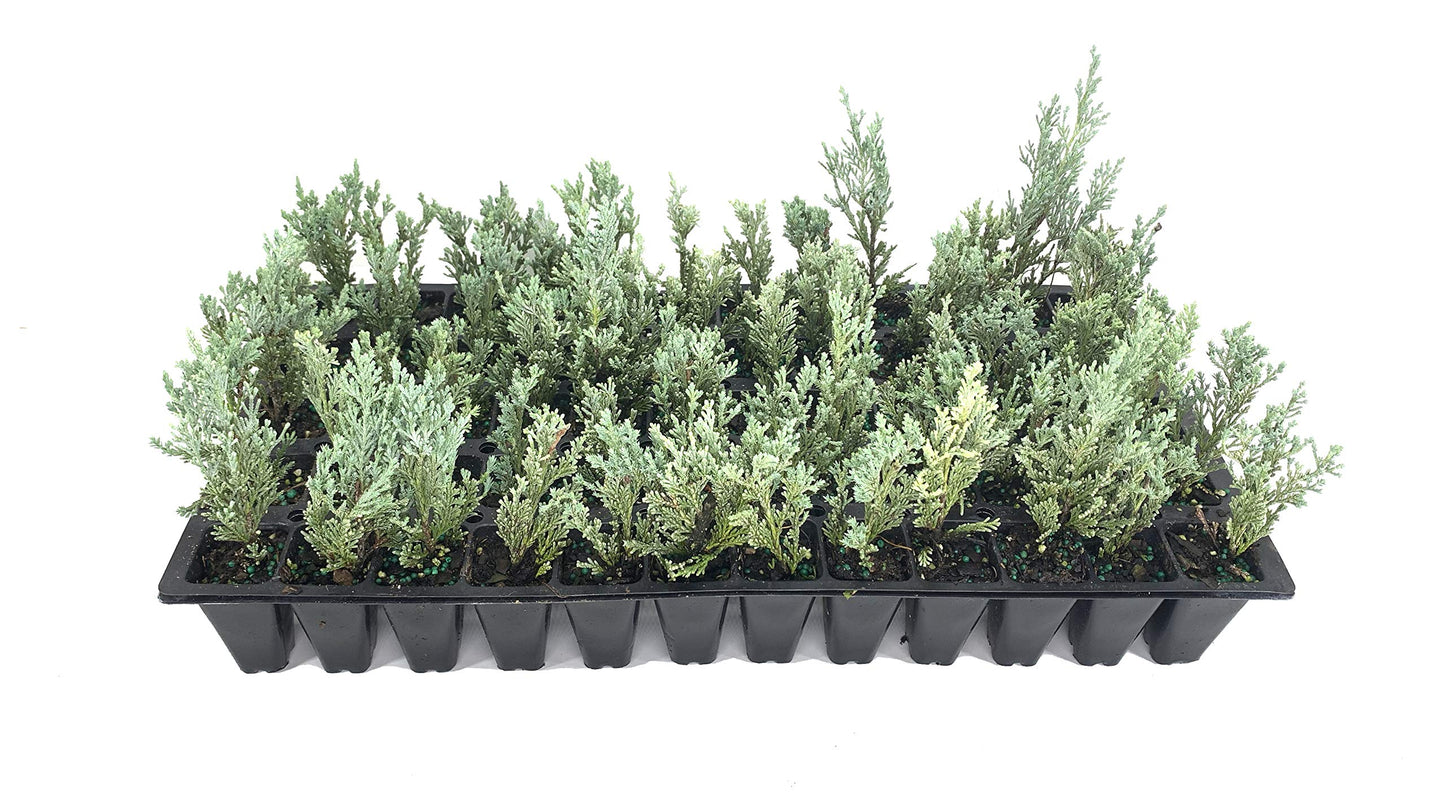 Moonglow Juniper - 20 Live Trees - Juniperus Scopulorum