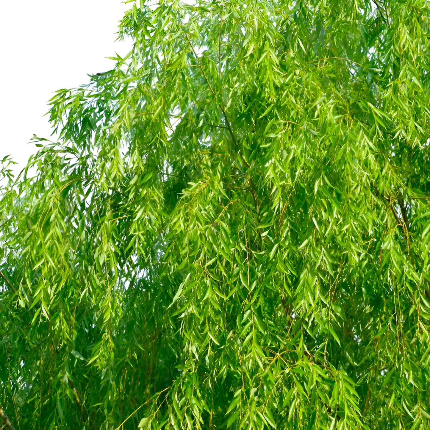 Weeping Willow Tree – Fast-Growing, Elegant Shade Tree with Graceful Drooping Branches – Cold Hardy, Ornamental & Low-Maintenance Landscape for Yards (1 Gallon/Potted/Set of 2 Plant)