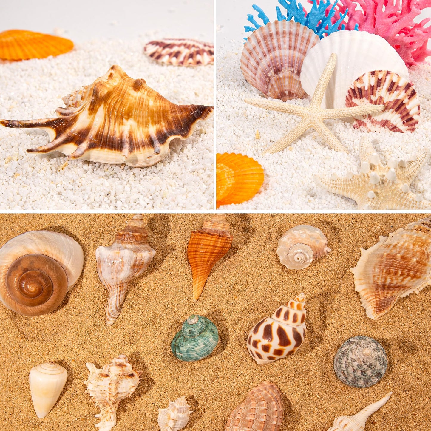 JQAQJU Sea Shells Mixed Beach Seashells 20 Kinds, 1.5"-5.5" Various Sizes Large Ocean Shells Conch 2 Kinds Natural Starfish for Decorating Beach Theme Party Fish Tank Filling Home Decor Wedding
