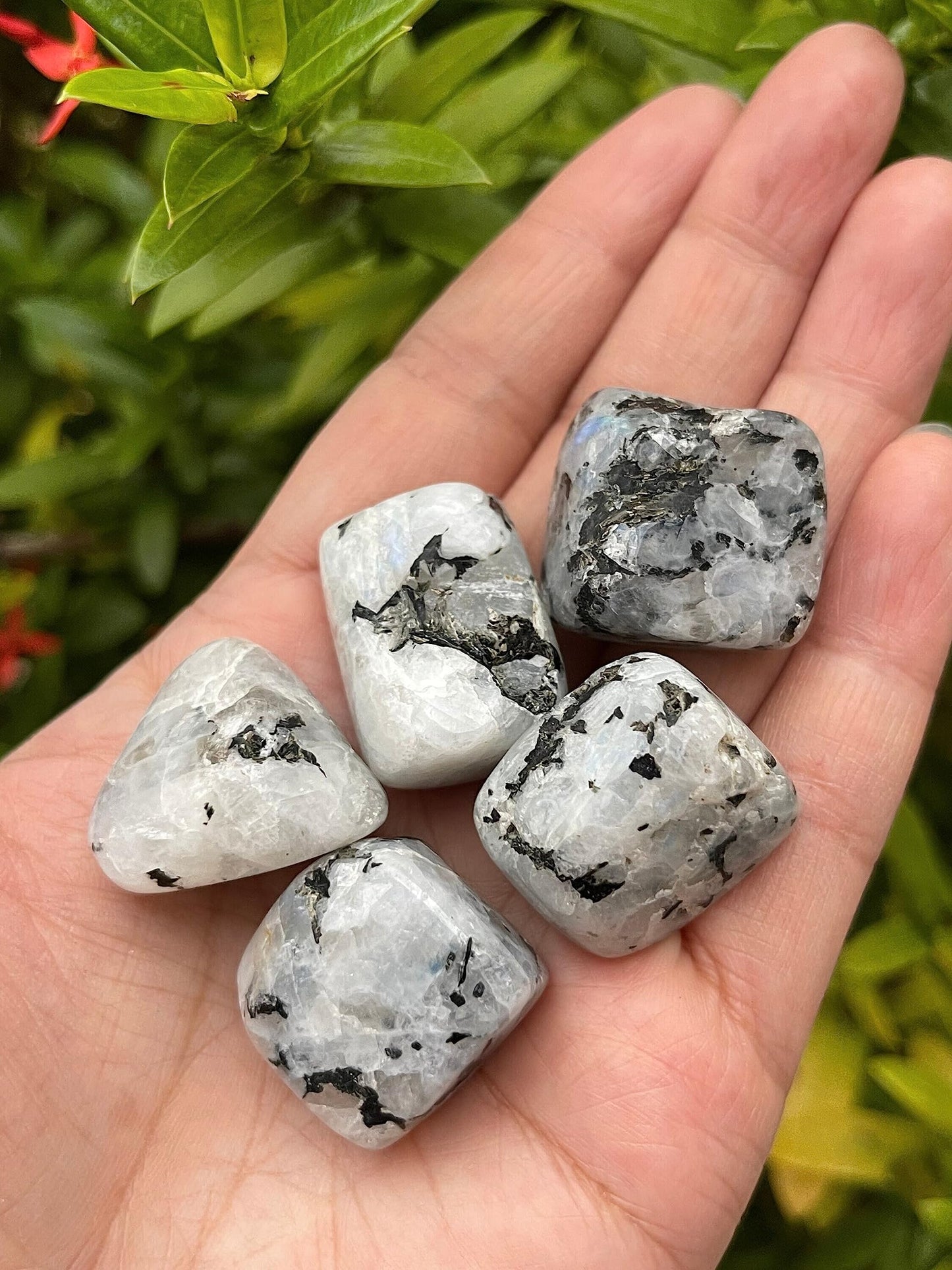 GAF TREASURES 5 Pcs Rainbow Moonstone Tumbled Stones, Polished Rainbow Moonstone Gemstone, Rainbow Moonstone Healing Crystals (Rainbow Moonstone)