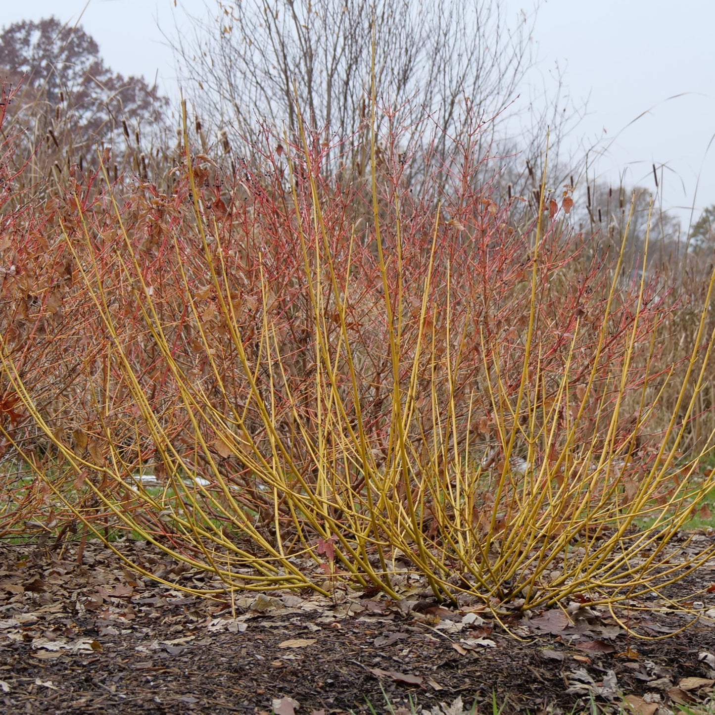Proven Winners Arctic Fire Yellow Dogwood (Cornus stolonifera) Live Plant, 4.5" Qt, 4 Pack