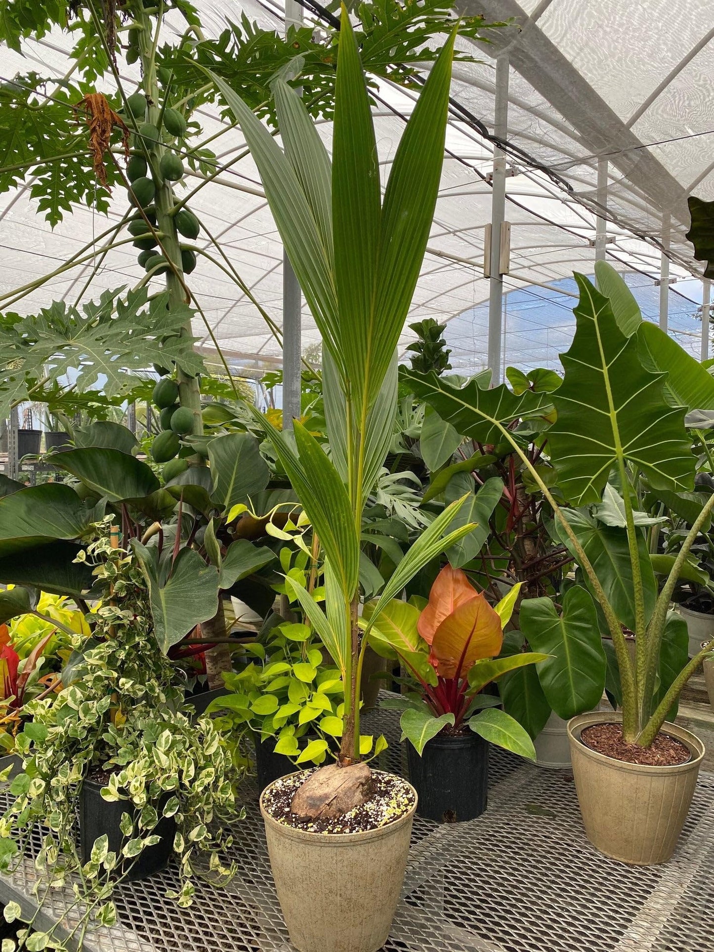 Green Malayan Coconut Palm Tree - Tropical Cocos Nucifera, Low Maintenance Live Exotic Palm for Indoor & Outdoor Spaces, Air-Purifying, Drought-Tolerant Ornamental Accent Plant (2gal Pot, 2-3ft)