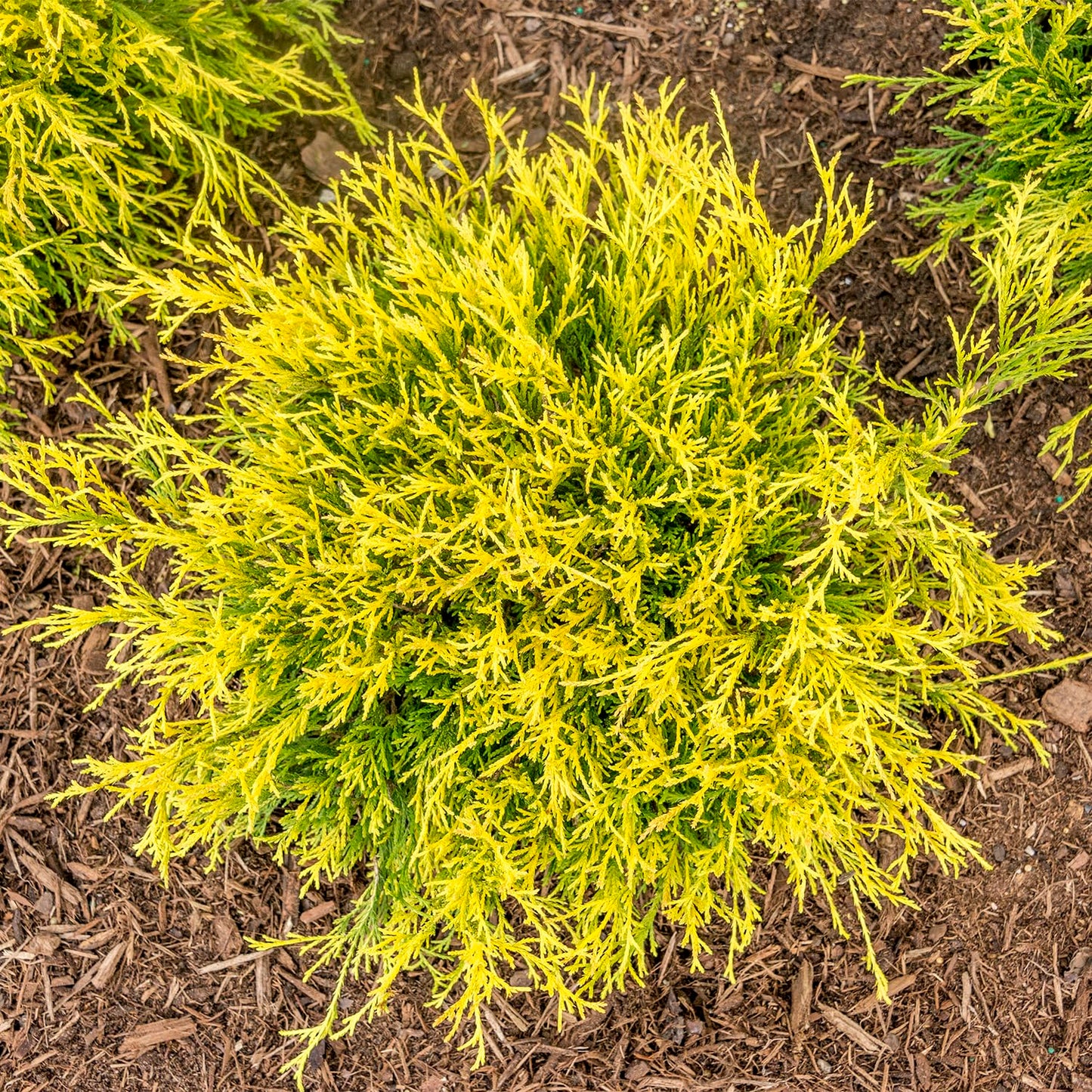 Direct Gardening Golden Mop Falsecypress Potted Evergreen Starter Shrub