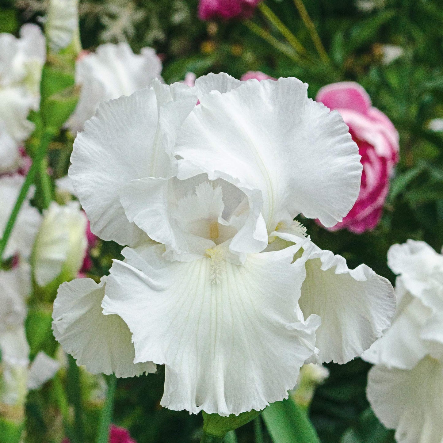 Immortality Bearded Iris Plant Potted - Repeat Blooms Fragrant White Flowers, Perennial