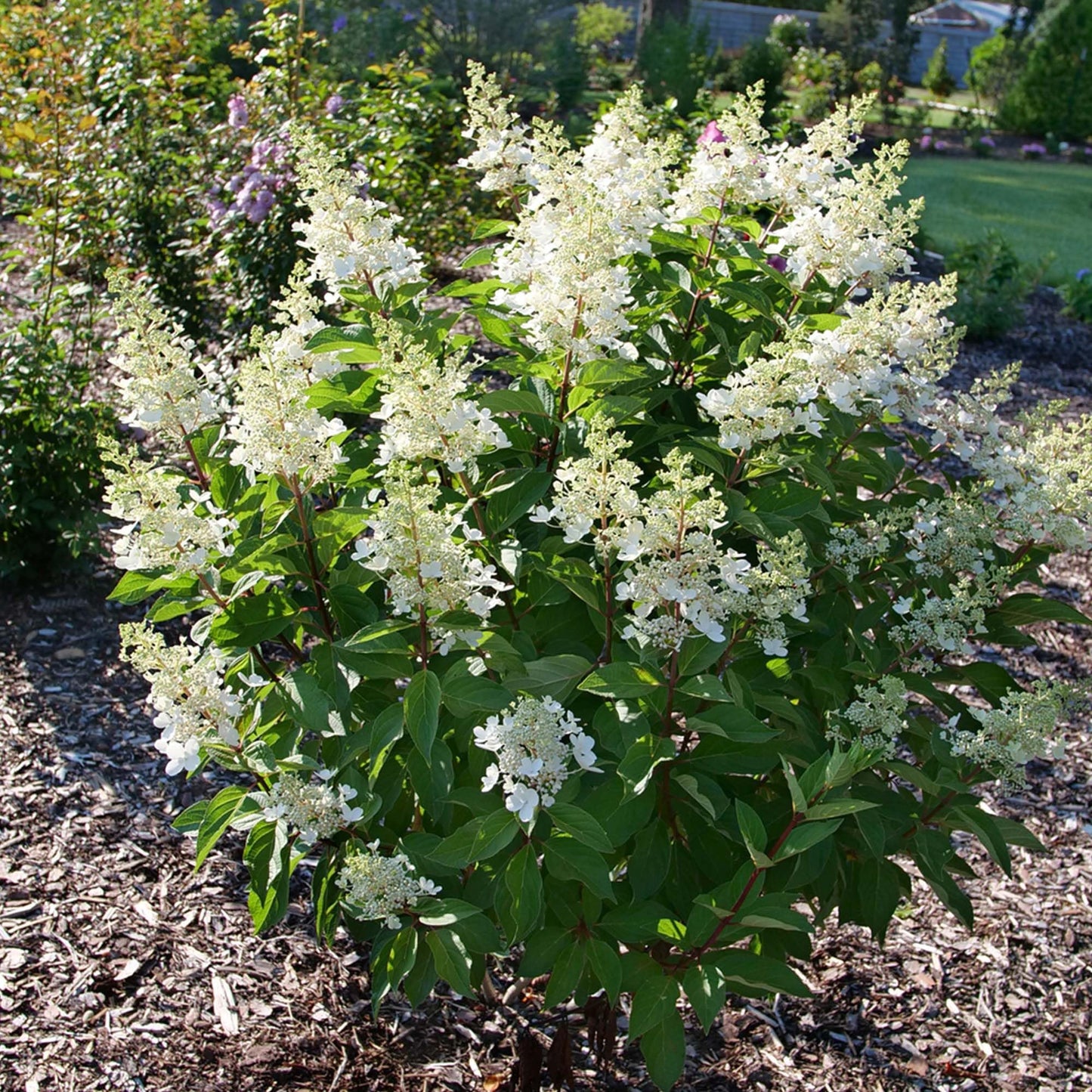 Perfect Plants Pinky Winky Hydrangea 3 Gallon | Live Shrub for Landscaping | Pink & White Cone Shaped Blooms