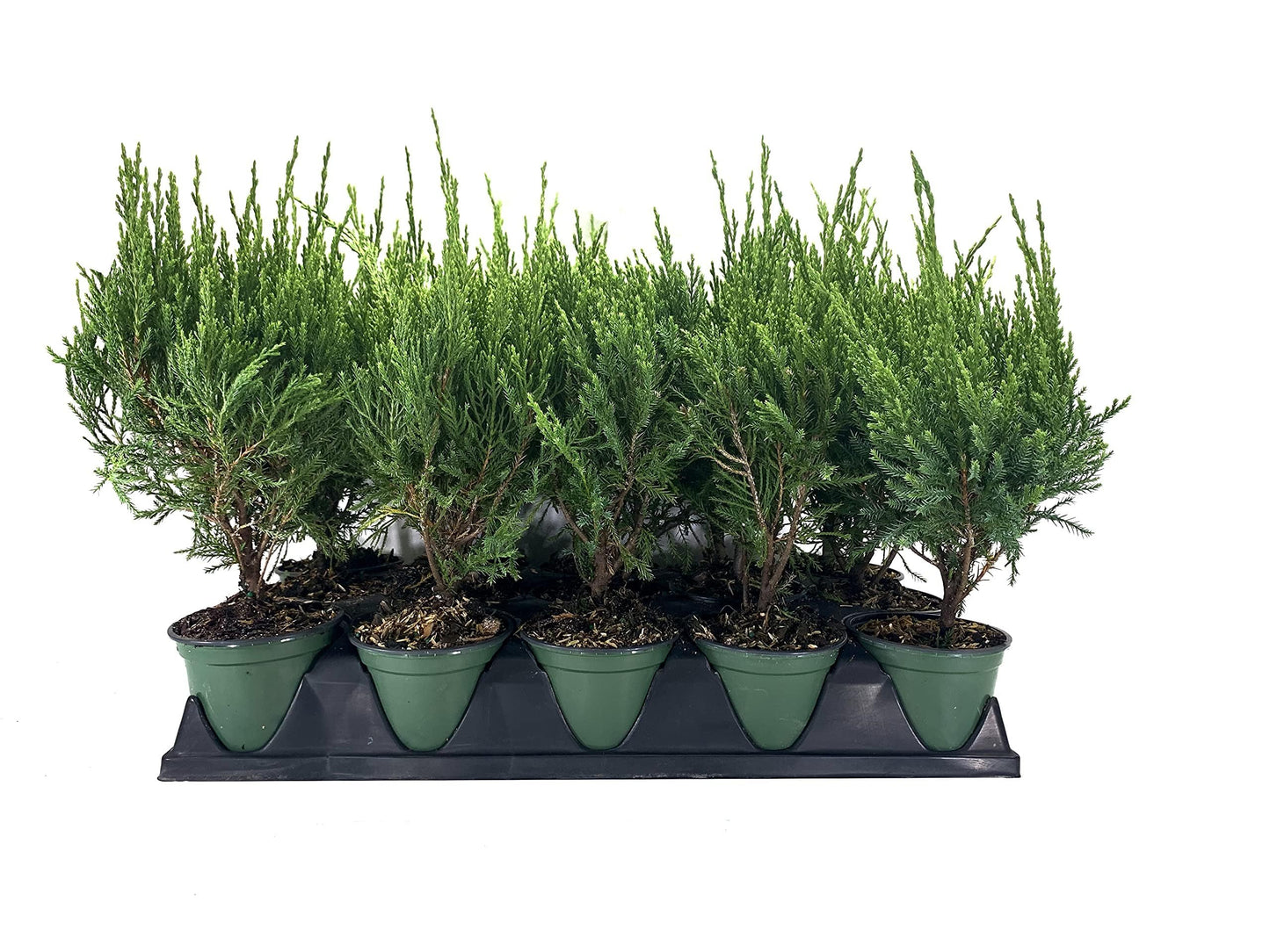 Sea Green Juniper - 3 Live 4 Inch Pots - Juniperus Chinensis - Drought Tolerant Cold Hardy Evergreen Border Screening Plant