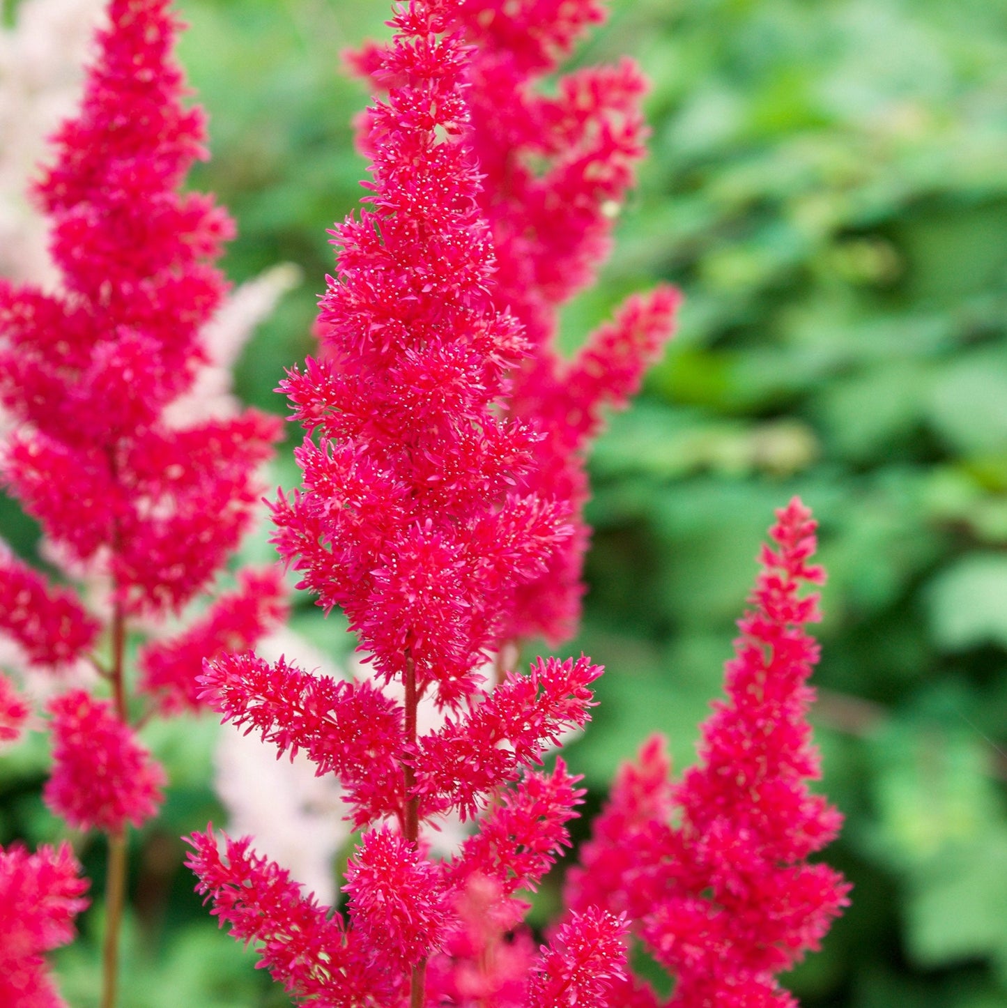 Easy to Grow Astilbe Younique Carmine 1 Plant Bareroot - Summer Hot Pink Blooms in Shade, Pollinator Friendly Flowers (False Spirea, Goat's Beard)