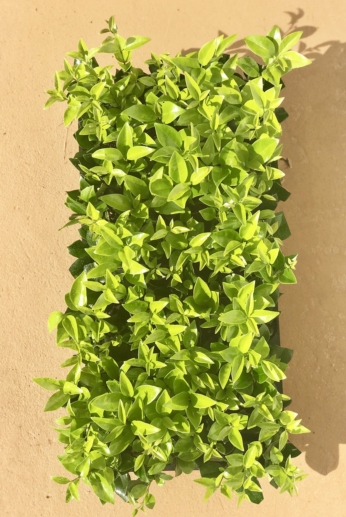 Ligustrum Waxleaf Privet - 20 Live Plants - Evergreen Privacy Hedge