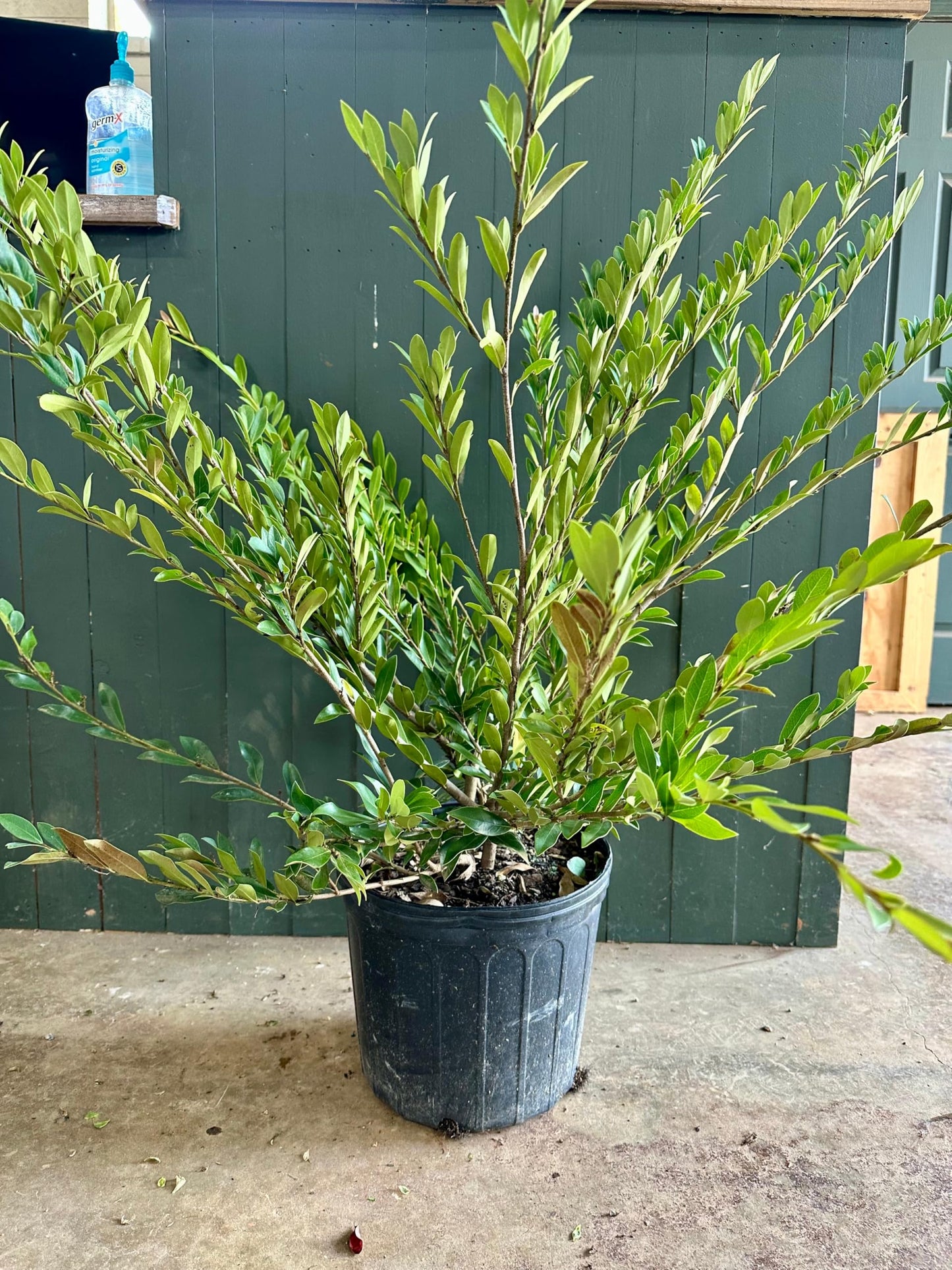 Coppertone Distylium 3-Gallon