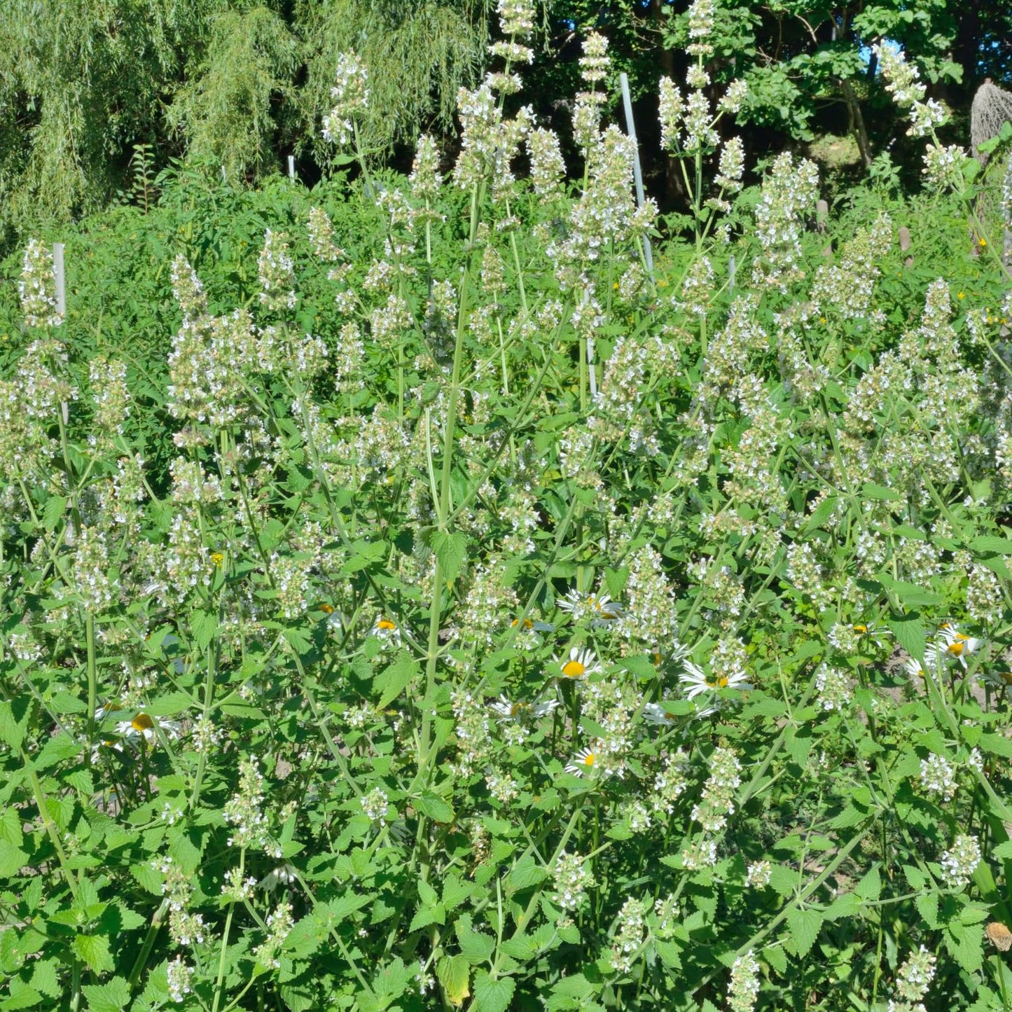 Pack 3 Lemon Balm Live Plants, 3-6" Tall Fragrant Herb Lemon Balm Plants for Garden Growing, No Pot, Well Rooted Starter Plants