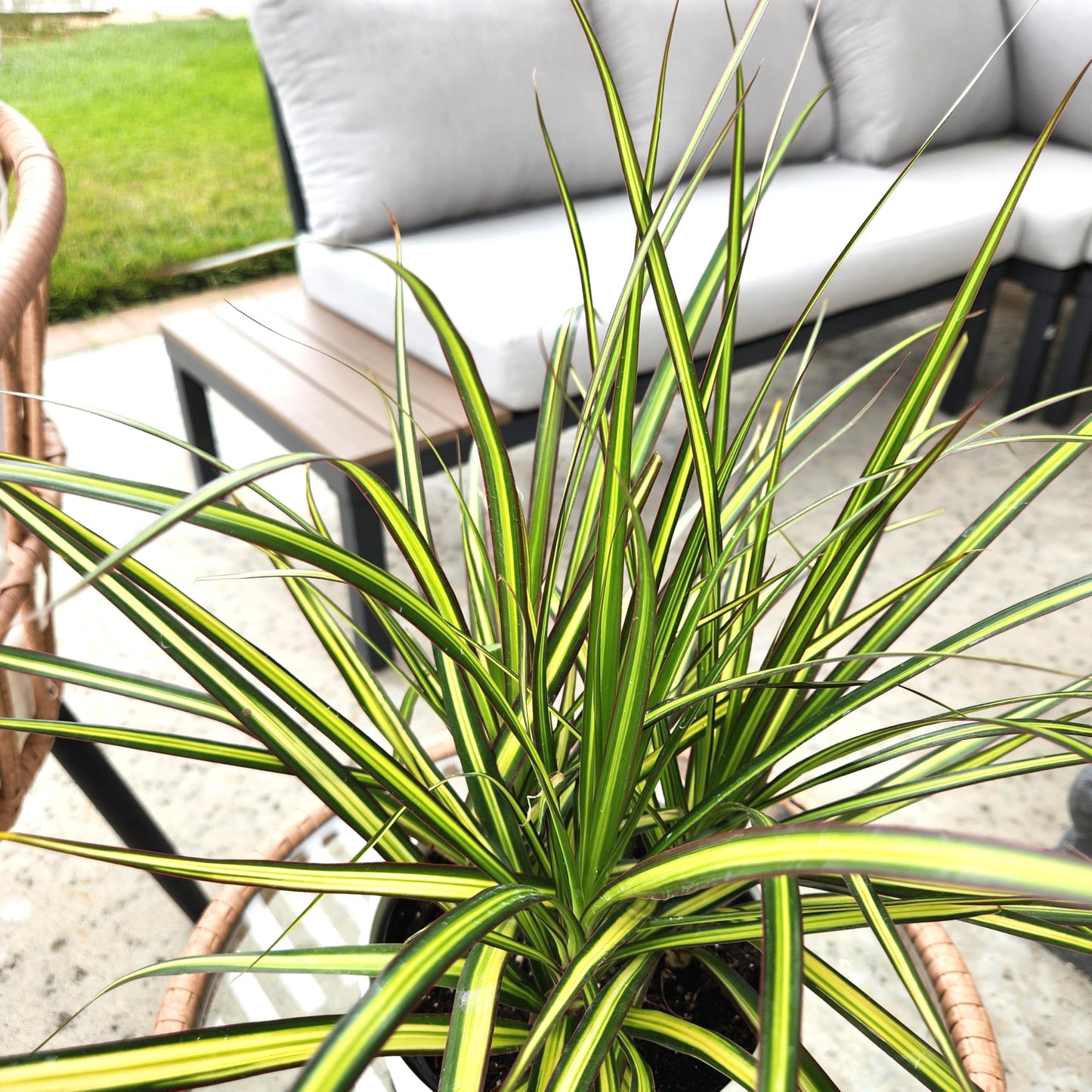 Dracaena Marginata Sunray, Air Purifying Easy Houseplant Decor in 6" White Pot, Dracaena Corn Stalk, Live Botanical Gift, Indoor Dragon Tree, Real Plants & Decorative Plants by Plants for Pets