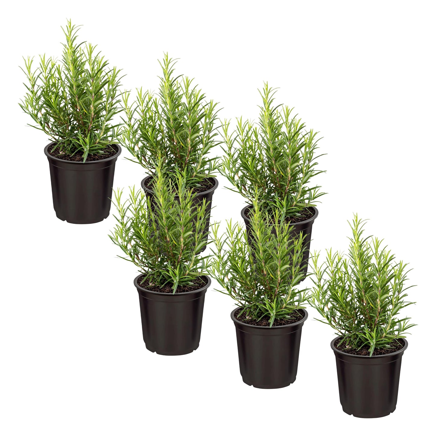 Live Aromatic and Edible Herb - Rosemary (6 Per Pack), Naturally Improves Breathing and Air Quality, 8" Tall by 3" Wide