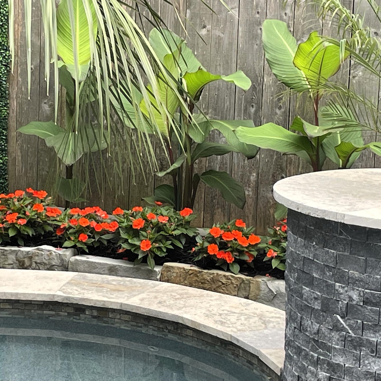 Grande Red Stripe Canna Lily Bulb – Giant Green Leaves with Red Striping, Tropical Privacy Screen, Zones 3–9, 6–8 Ft Tall, Summer Rhizome, 1 Bulb