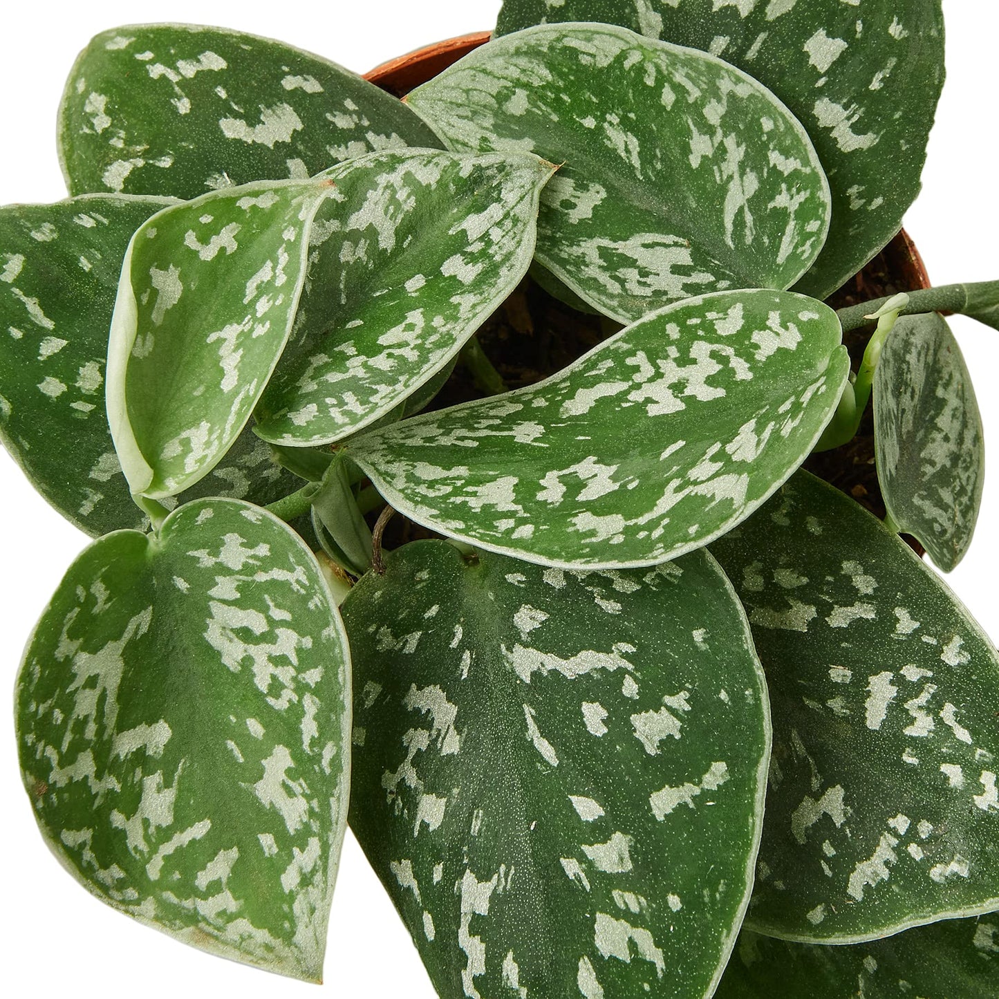 Pothos Satin | Live Plant for Indoor & Outdoor | for Living Room, Office, Bathroom | (4" Pot)