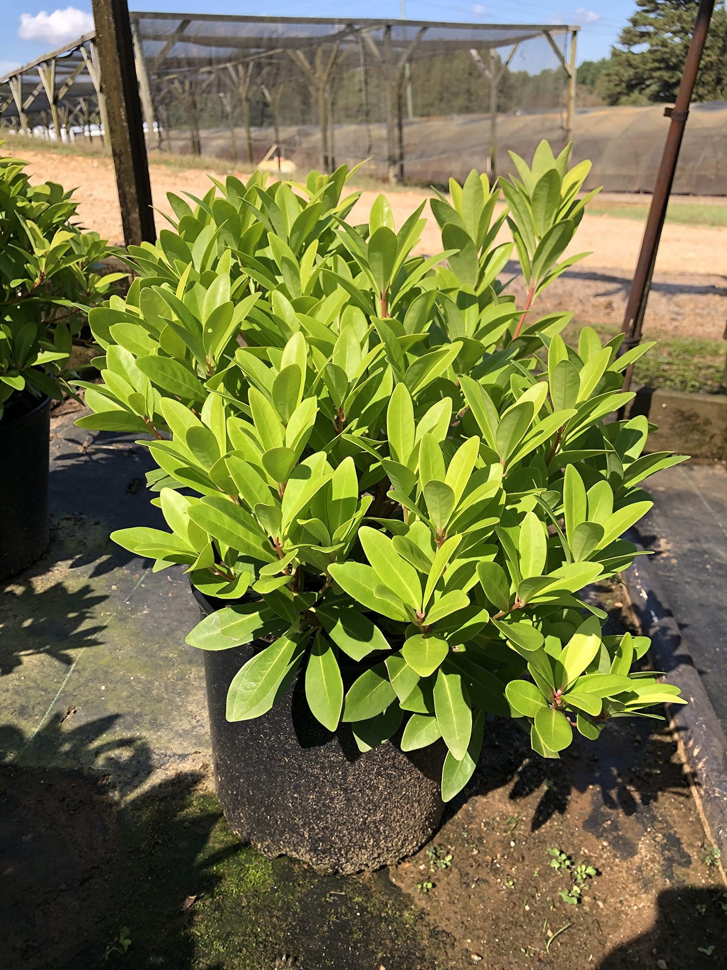 Illicium 'Florida Sunshine' (3 Gallon)