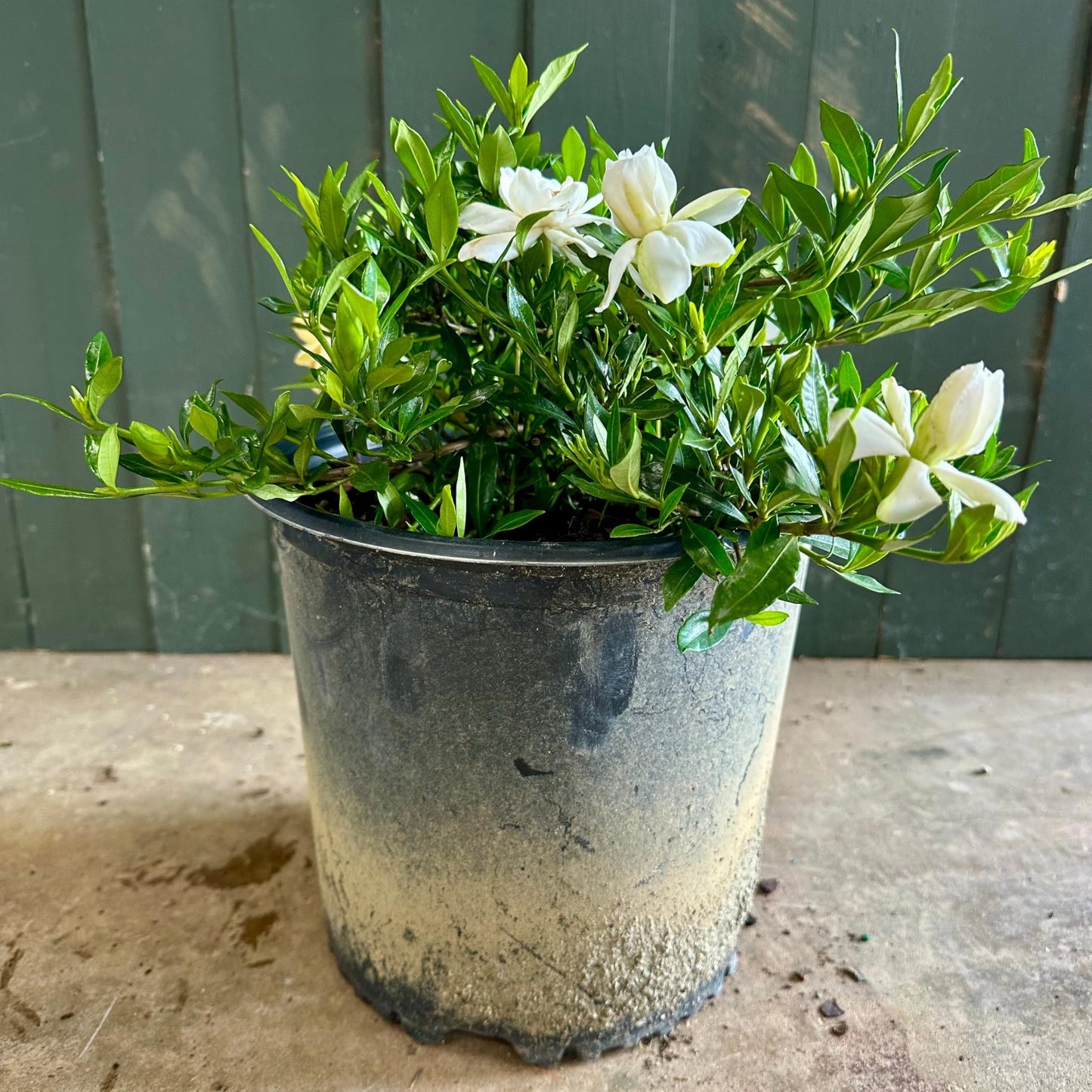 Dwarf Radicans Gardenia 3-Gallon