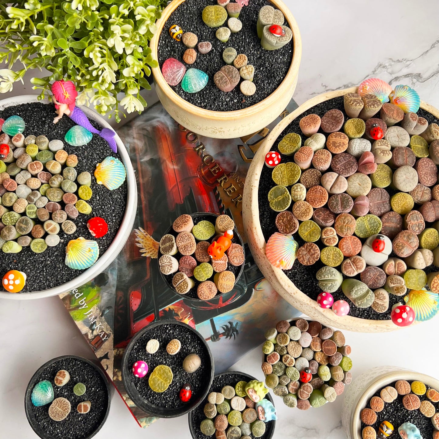 Lithops Random Mix Rare Live Succulent Plants, 30/50/100 Pcs Succulent Live Plant, Bare Root Without Pot Soil, Garden Indoor Office, Friend Plant Lovers Gifts (Normal 100pcs)