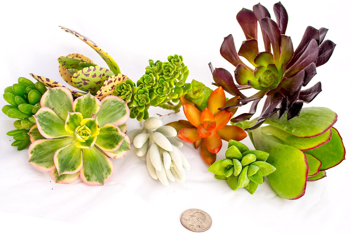 FATPLANTS 10 Living Succulent Cuttings