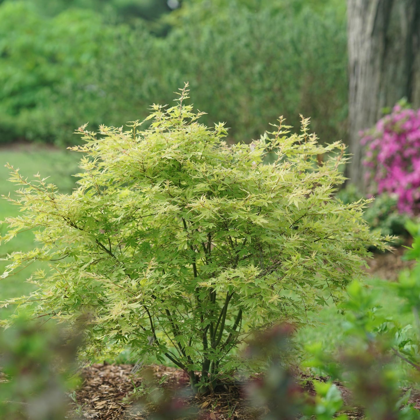 Proven Winners Metamorphosa Japanese Maple (Acer palmatum) Live Plant, 4.5" Qt, 4 Pack