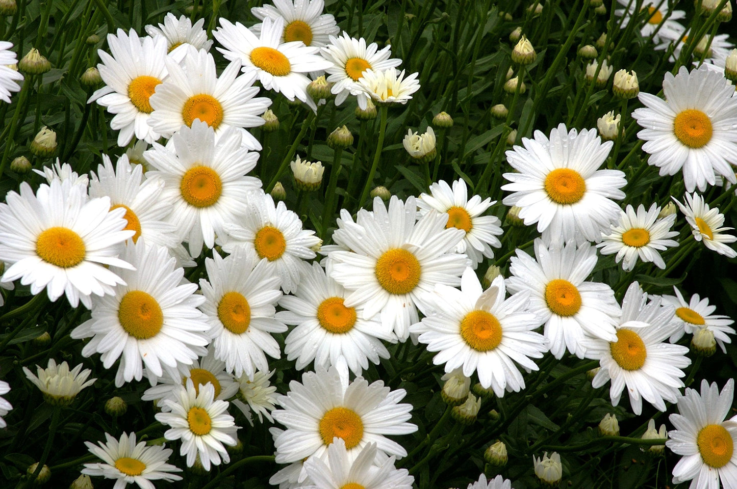 Shasta Daisy - Becky (Leucanthemum x superbum 'Becky')