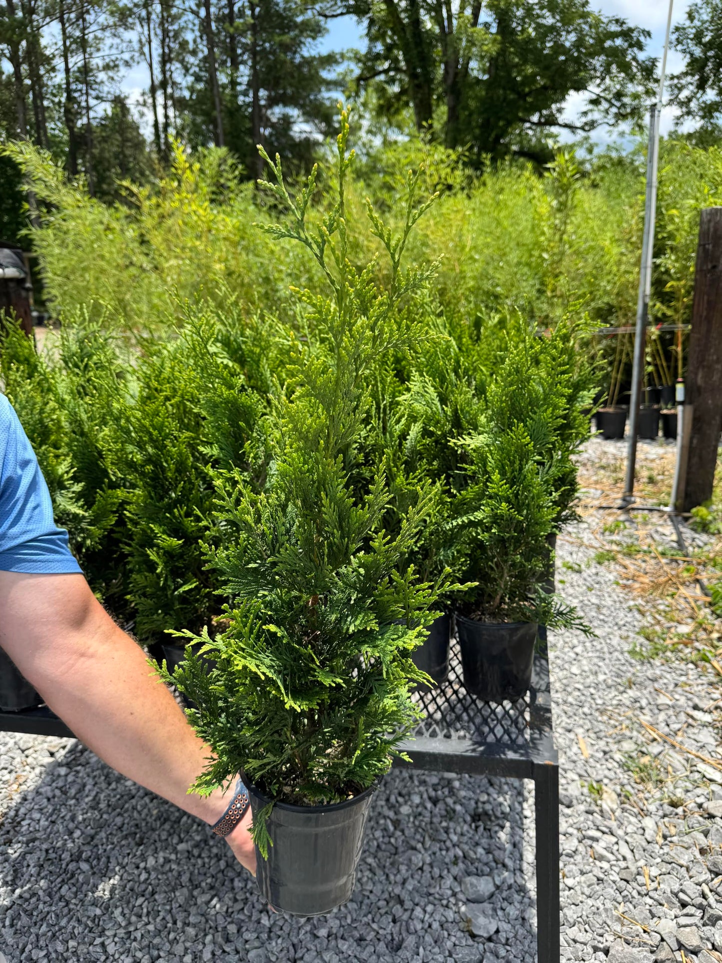 Green Giant (Thuja Tree) (3)