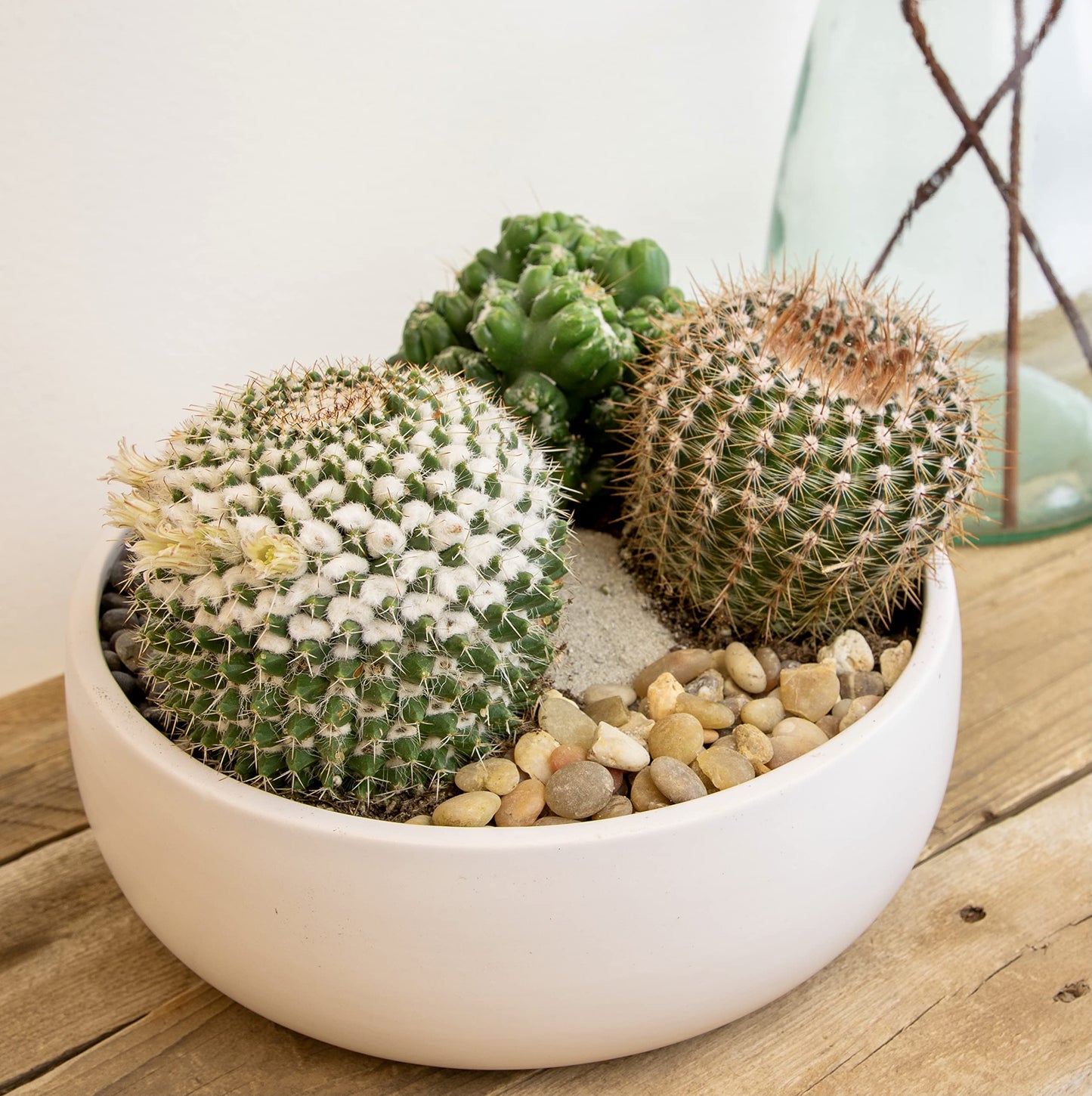 Altman Plants, Assorted Cactus Plants Live Plants (3PK), Cactus Plant Live Succulents Plants Live Cactus Decor, Indoor Plants Live House Plants in Cactus Soil, Live Cacti Plants Live Succulent Plants