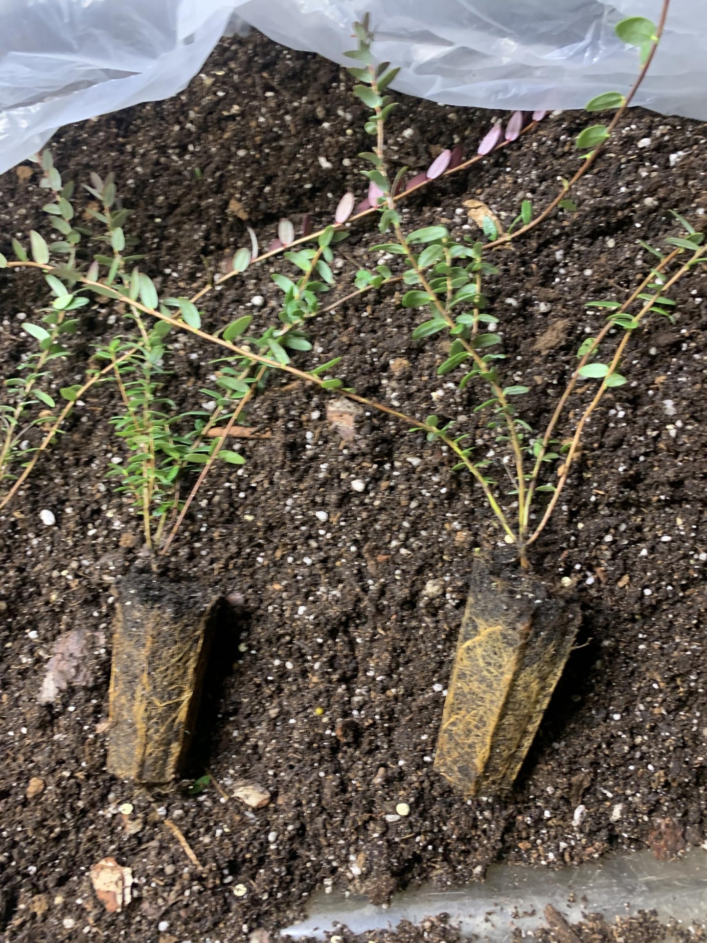 1 Plant Pilgrim Cranberry (Vaccinium Macrocarpon) 1 Year Old