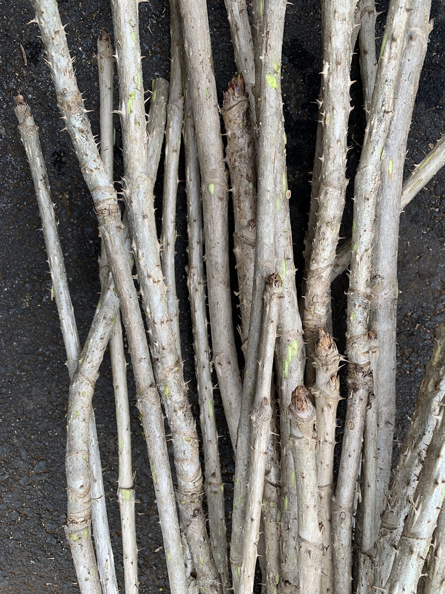 3 Branches/Stems 24” Long of Aralia spinosa - Devil's Walkingstick