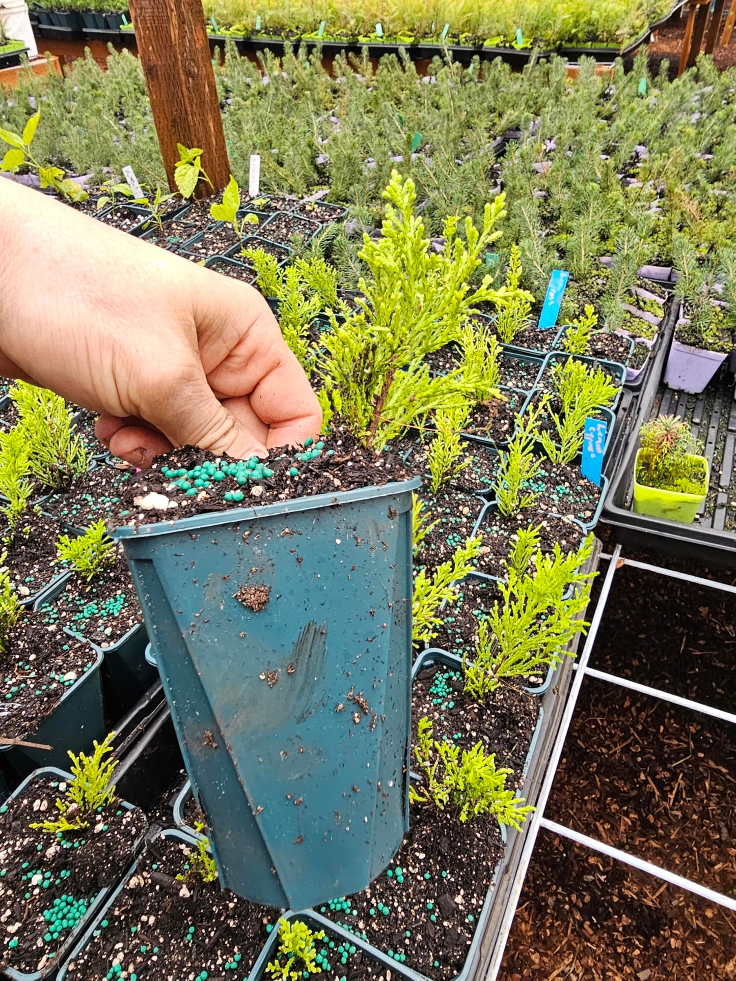 Live Lemon Cypress Arborvitae Plant Tree Shrub in 5" Pot