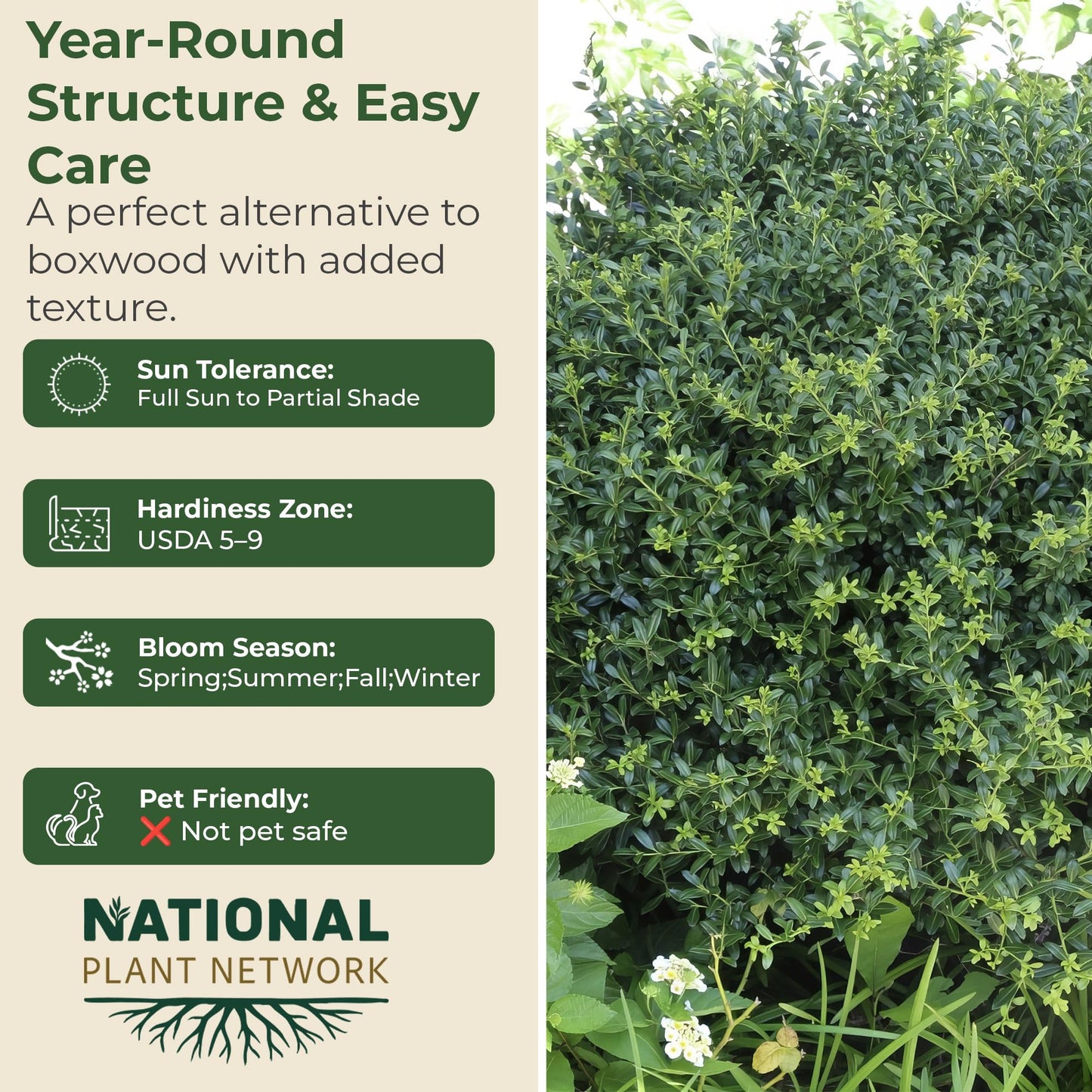 2.25 Gal. Holly Soft Touch Shrub - Glossy Evergreen Shrubs w/Interesting Silver Midvein - Hardy, Low Maintenance Outdoor Shrubs - Fresh Holly Shrub for Hedges, Privacy Screens, Borders & More