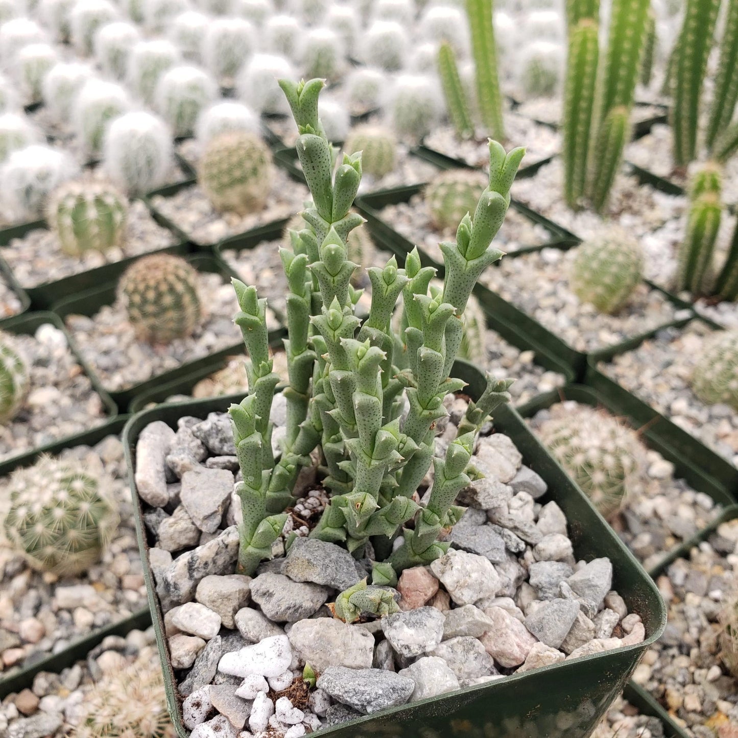 Ruschia perfoliata Cacti Cactus Succulent Real Live Plant