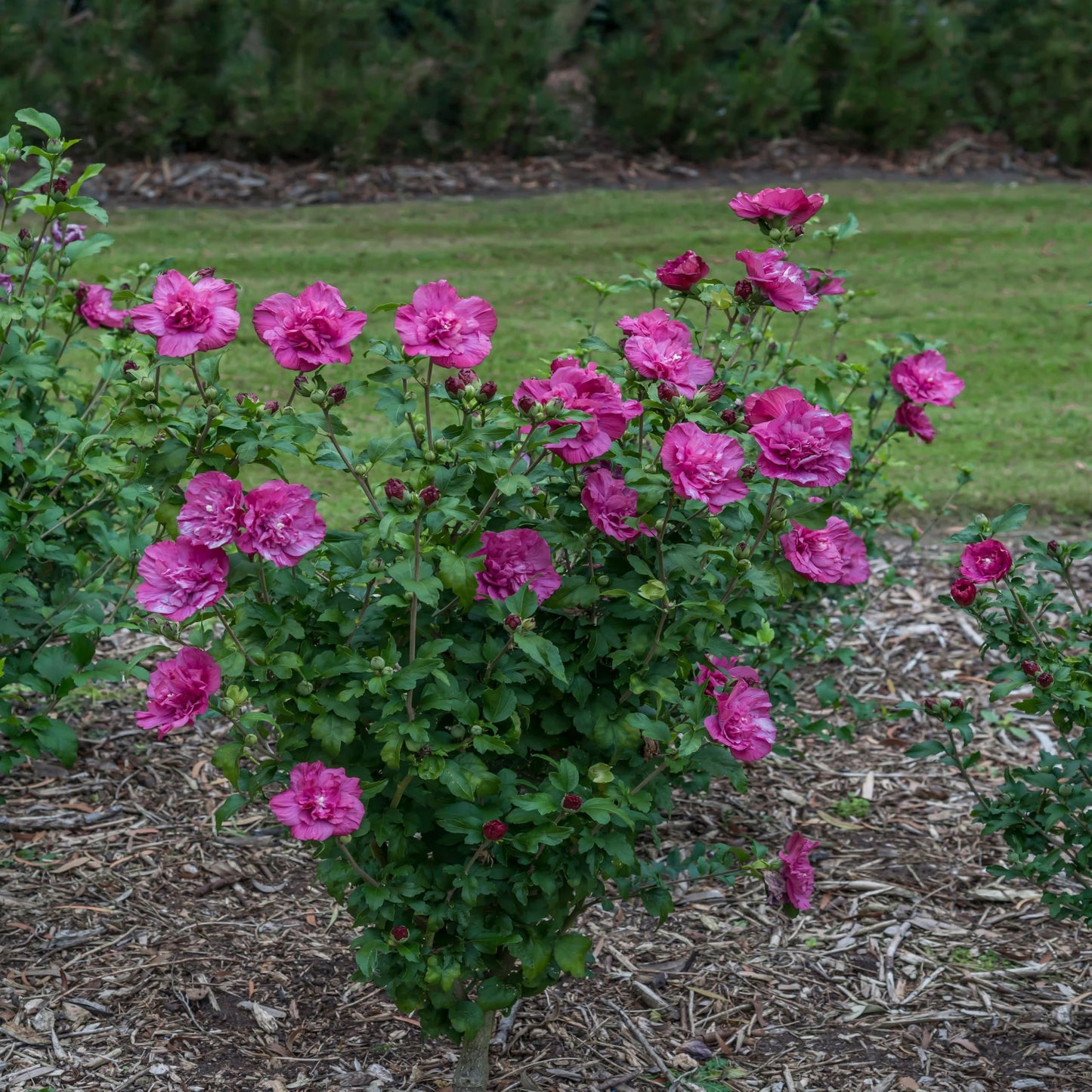 Proven Winners Magenta Chiffon Rose of Sharon (Hibiscus syriacus) Live Plant, 4.5" Qt, 4 Pack