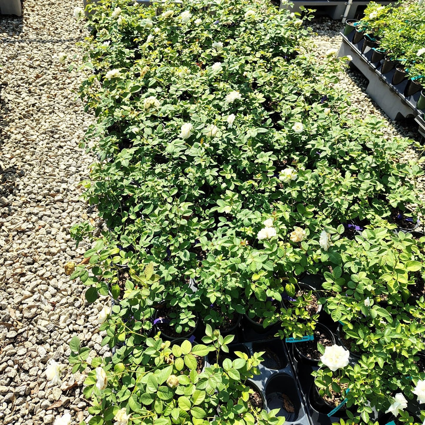 Live Plant - Cloud 10 White Climbing Rose - Live Plant - (1 Qt) - Repeat Blooms