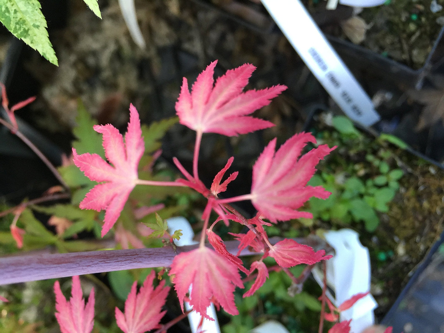 Marlo Dwarf Pink Japanese Maple 1 - Year Live Plant