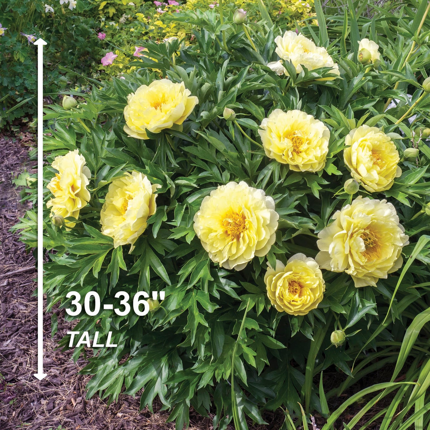 Garden State Bulb Bartzella Itoh Peony Flower Bulbs, Yellow, Spring Planting (Bag of 1)