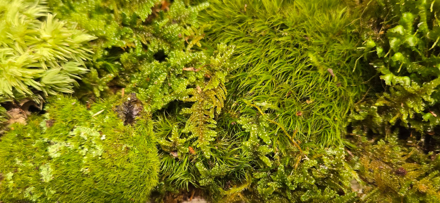 1 Square Foot Tin Roof Treasure Live Moss Assortment