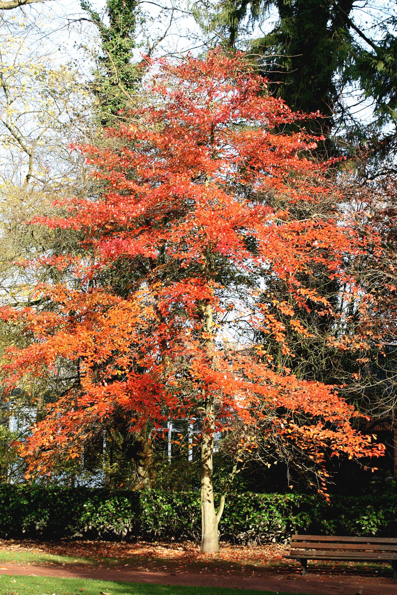 Black Tupelo | Medium Tree Seedling | The Jonsteen Company