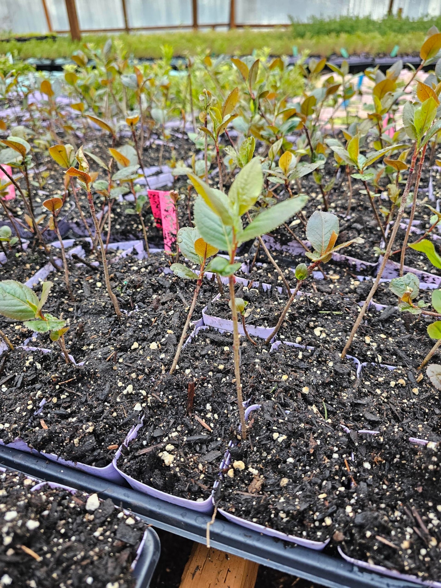 2-Pack Black Chokecherry Tree Sapling, Live Fruit Tree in 3 Inch Pot, Small Plant