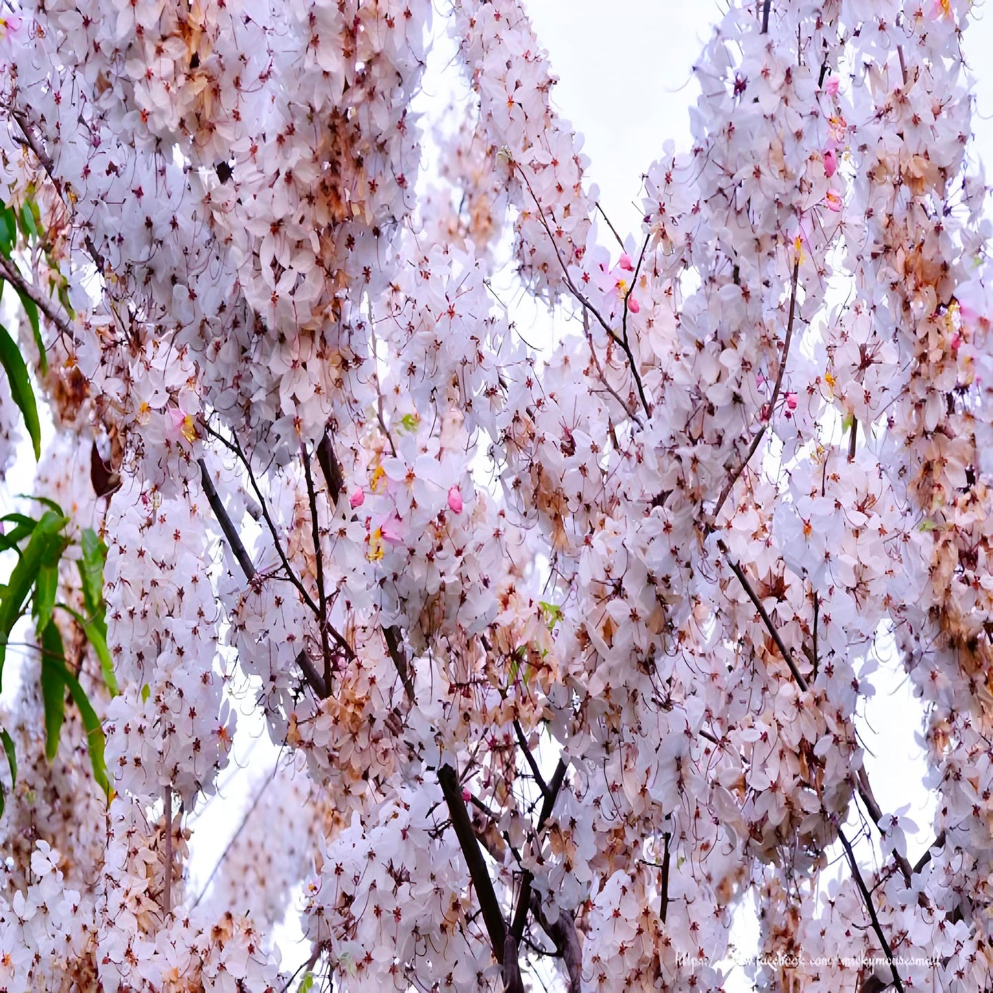 Weeping Yoshino Cherry Tree Live Plant – Flowering Ornamental Tree with Graceful Weeping Branches, Beautiful Cherry Blossom Tree for Garden & Landscape (3 Gallon/Bareroot/Set of 2 Plants)