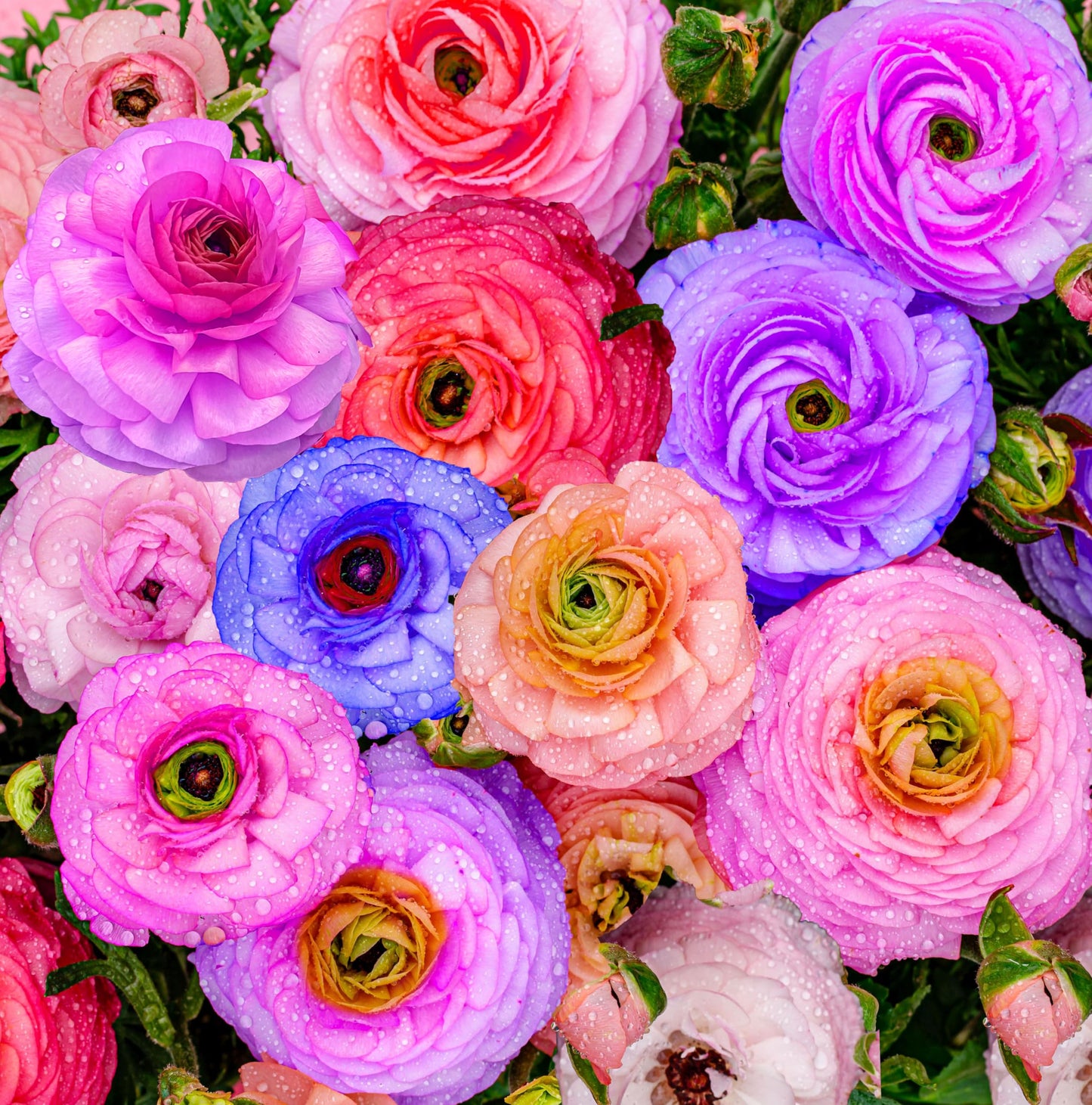 Mixed Peony Ranunculus Bulbs- Persian Buttercup -10 Corms Bulbs Flowering Blooms Perennial Bulbous Root Garden Plant (Mixed Ranunculus Bulbs)