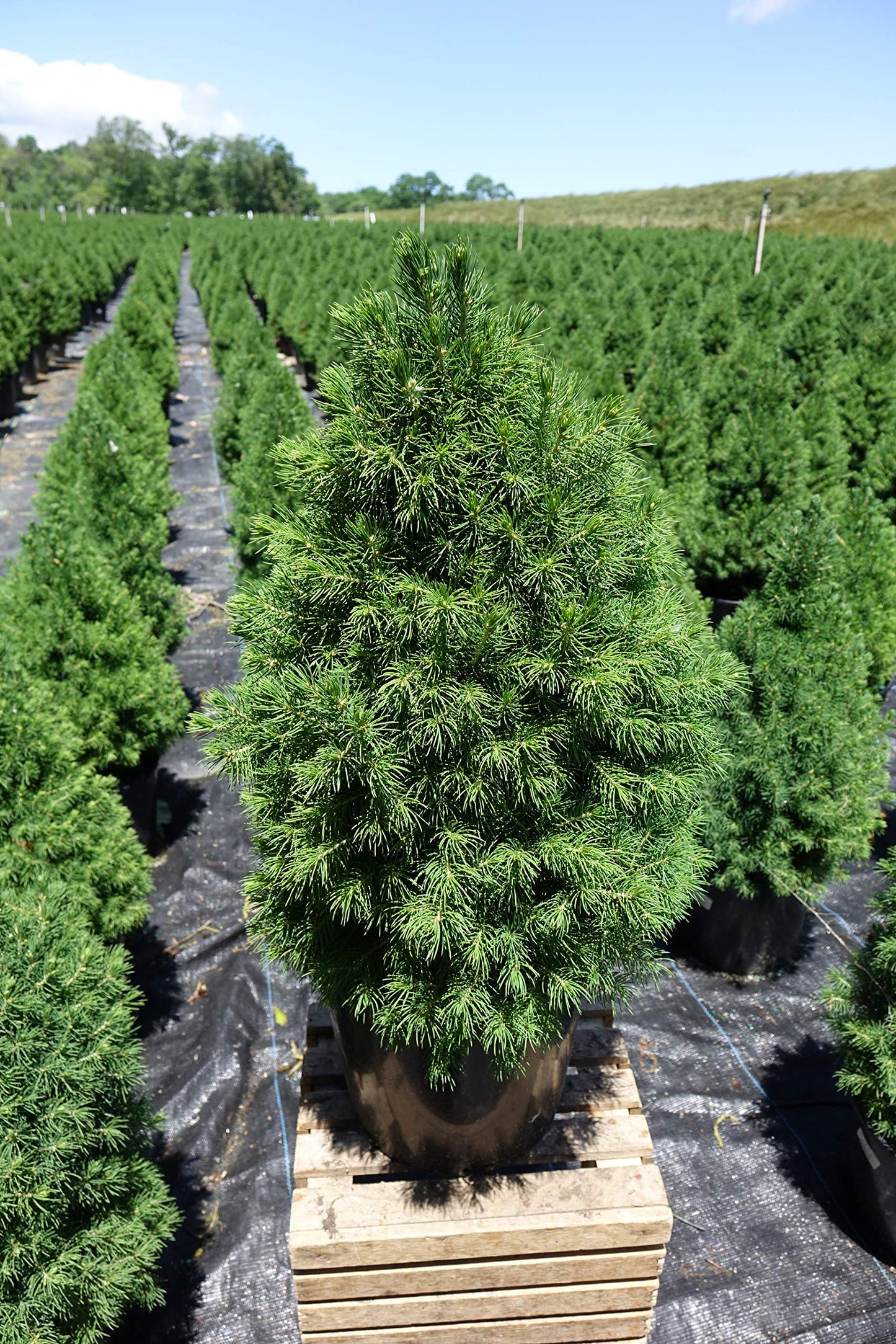 Picea glauca 'Conica' (Dwarf Alberta Spruce) Evergreen, #2 - Size Container