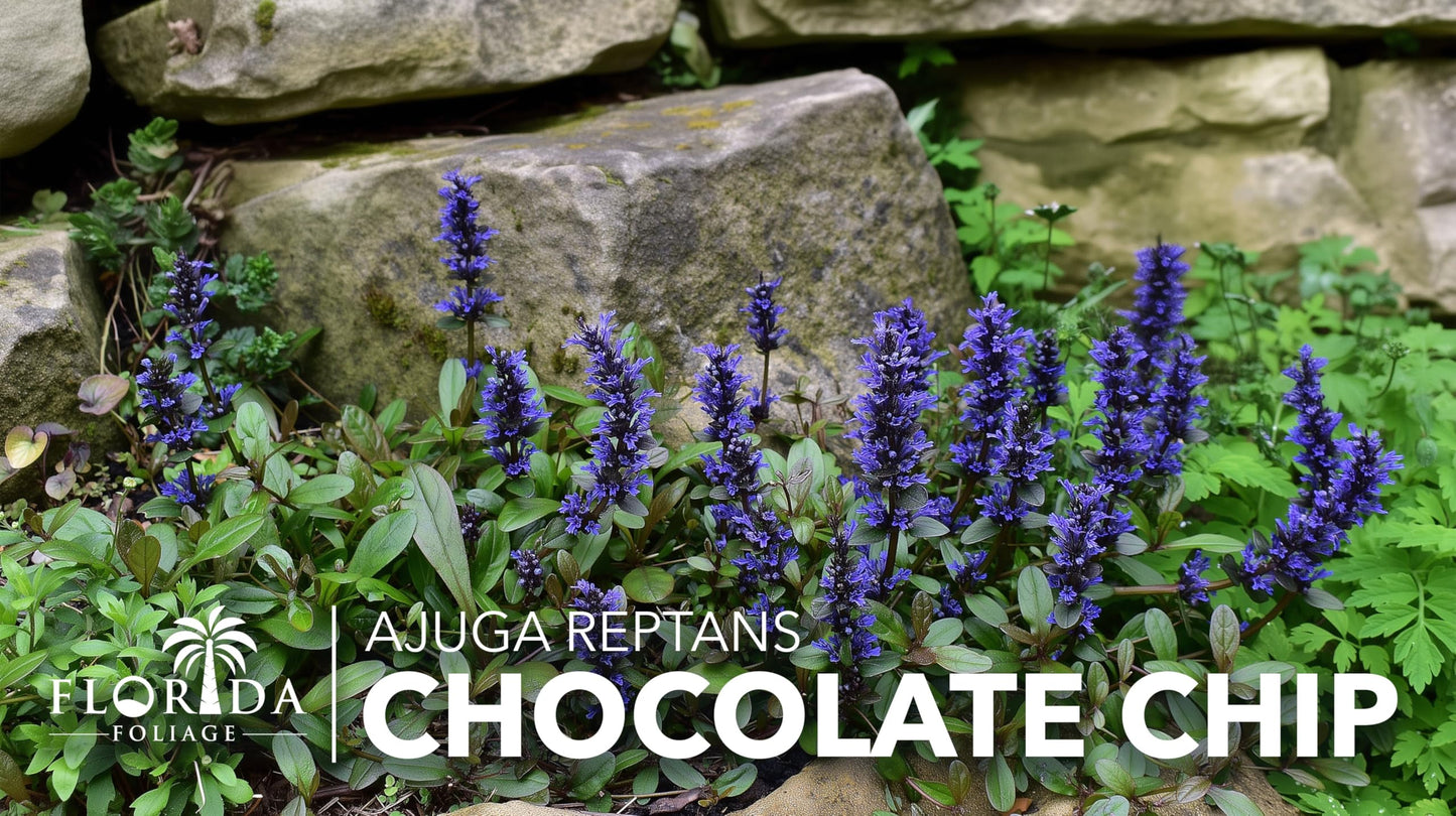 Ajuga Chocolate Chip | 3 Live Plants | Ajuga reptans | Ground Cover Perennial | Pathways and Gardens, Blue Flowers, Drought Tolerant, Easy to Grow, Fast Spreading, Low Maintenance