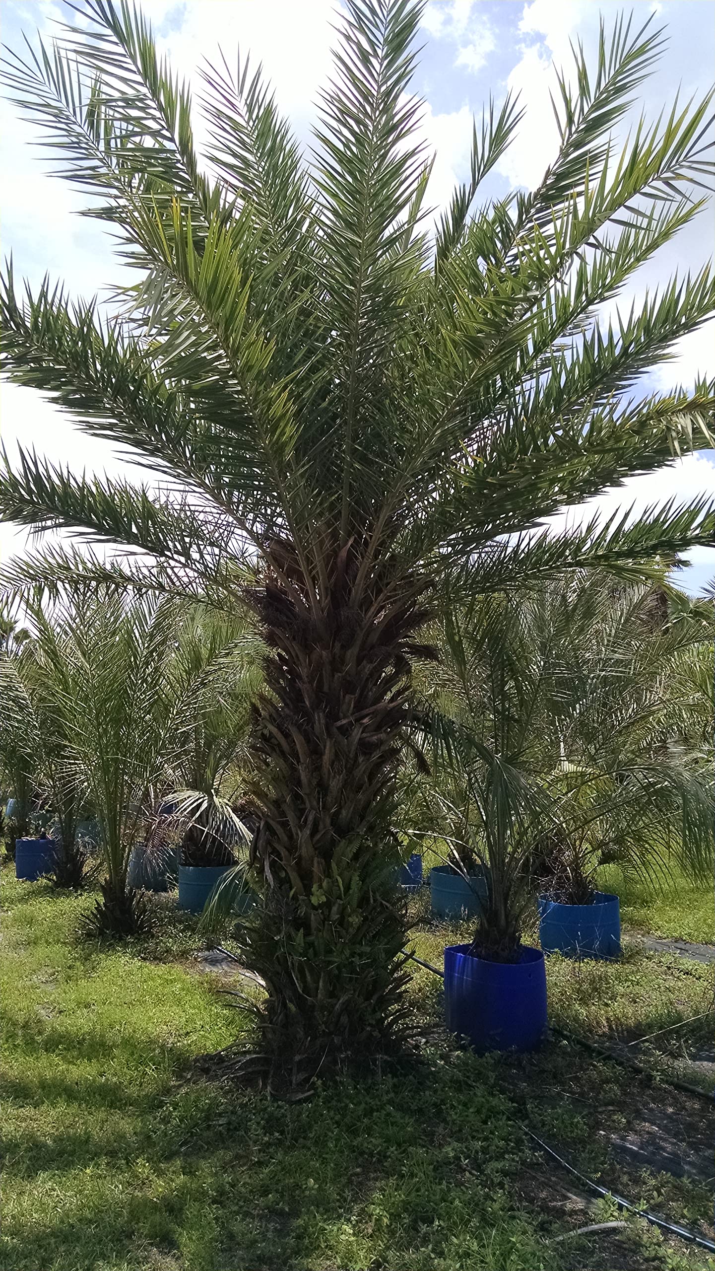 1 Live Plant Medjool Date Palm Tree | Phoenix Dactylifera Plant Seedling 9+”