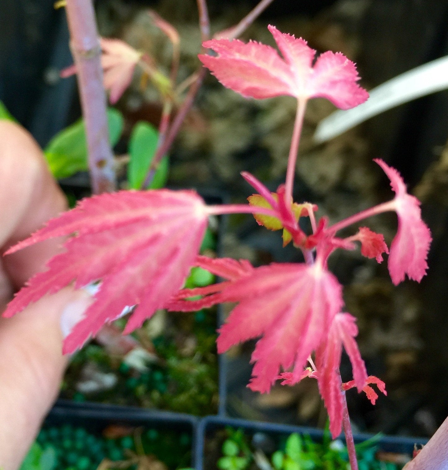 Marlo Dwarf Pink Japanese Maple 1 - Year Live Plant